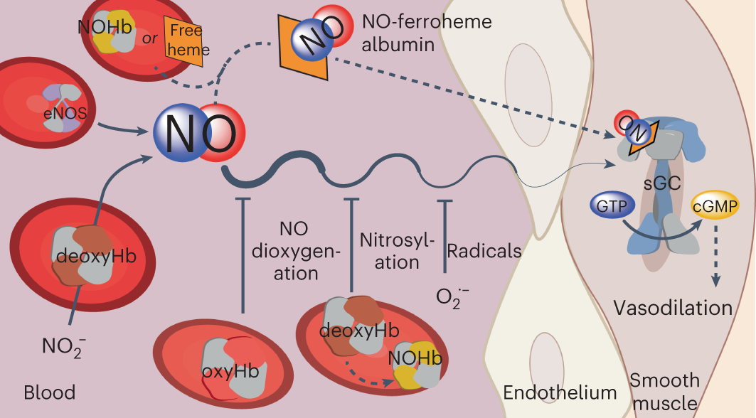 Thiol-catalyzed formation of NO-ferroheme regulates intravascular NO  signaling