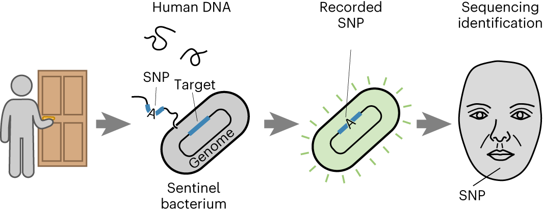 PDF) Simultaneous analysis of a sequence of paired ecological tables with  the STATICO method