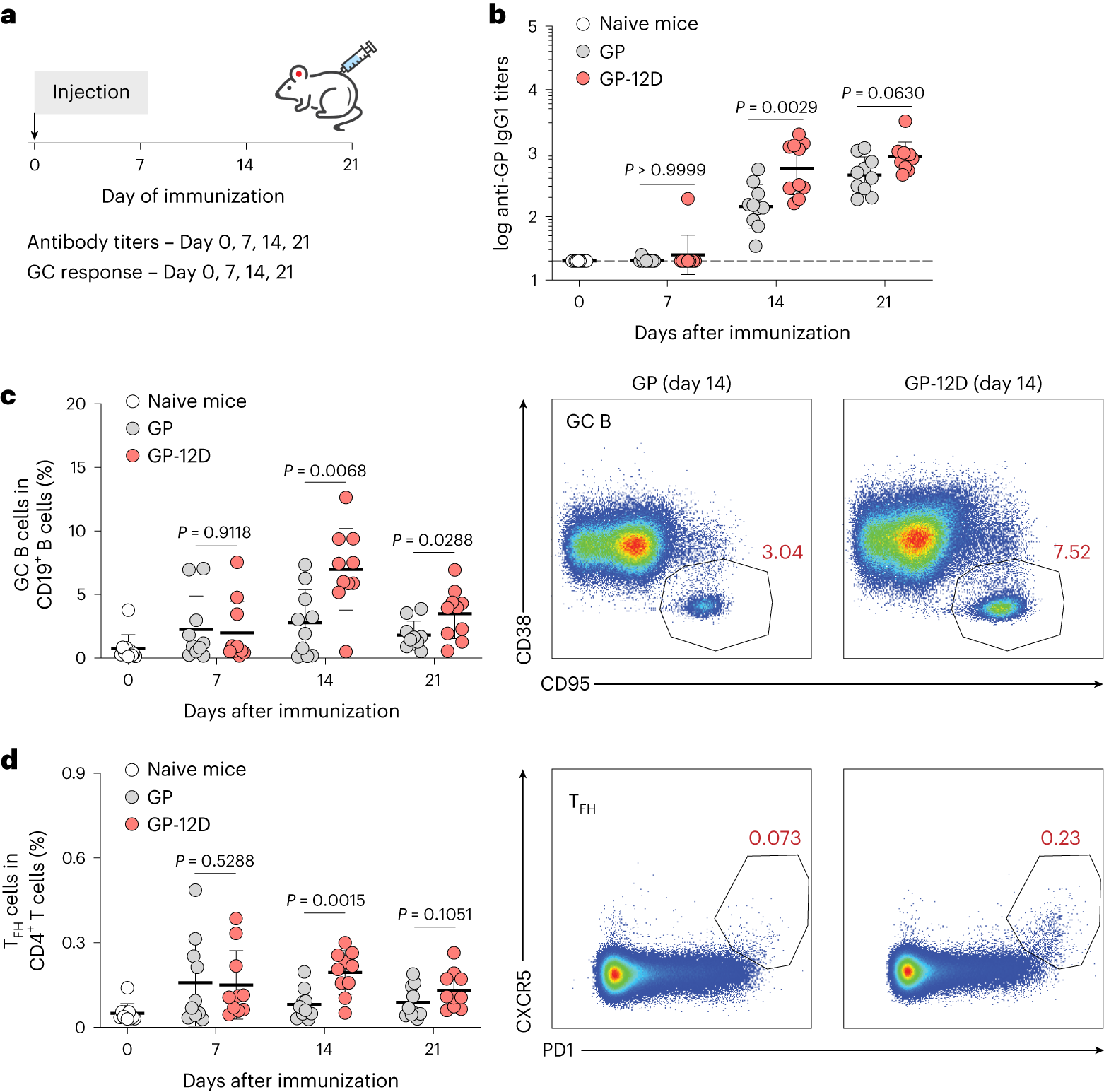 Fig. 2: OligoD-modified GP stimulates a robust GC response.