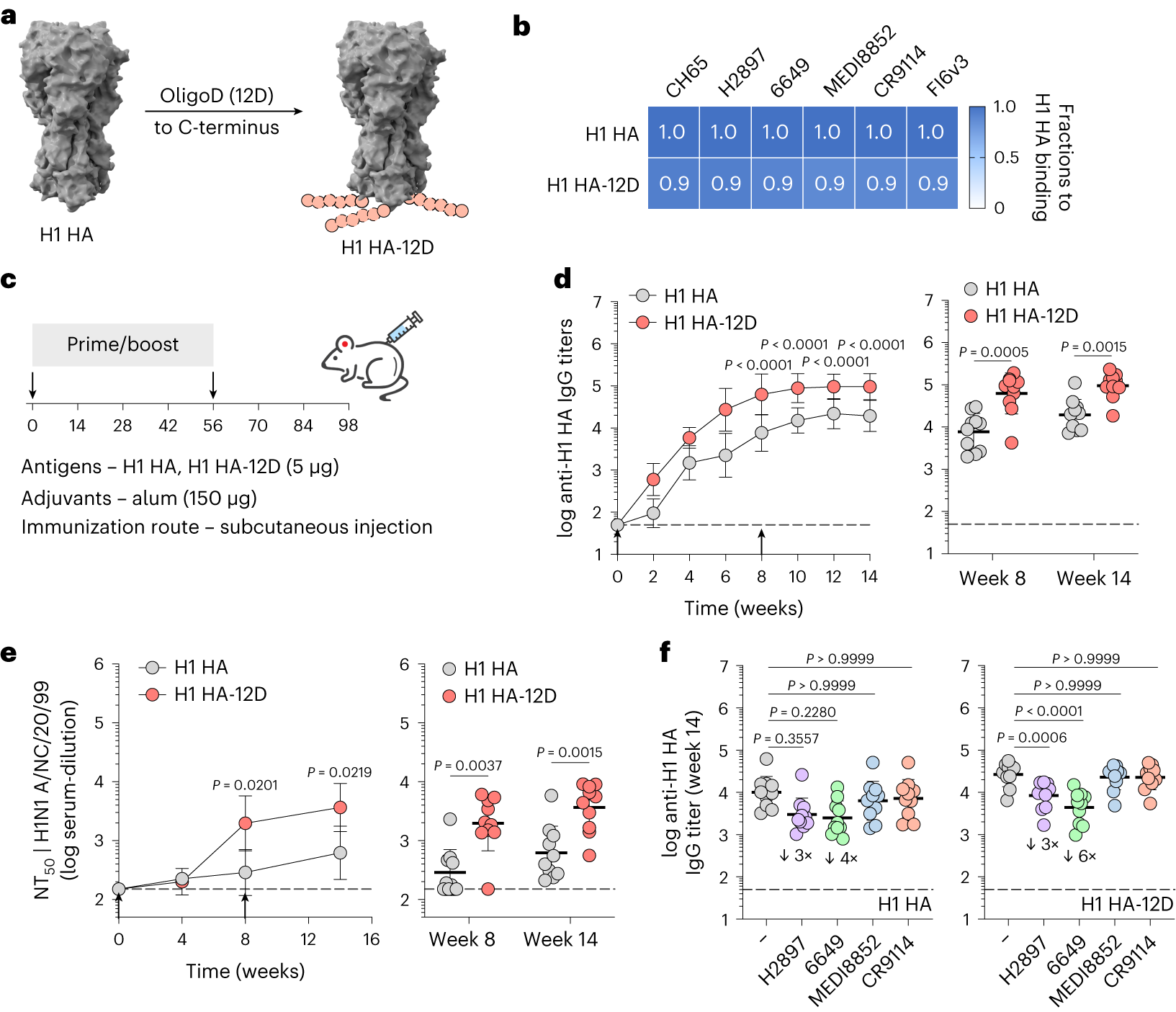 Fig. 4: OligoD insertion into HA enhances neutralizing antibody responses.