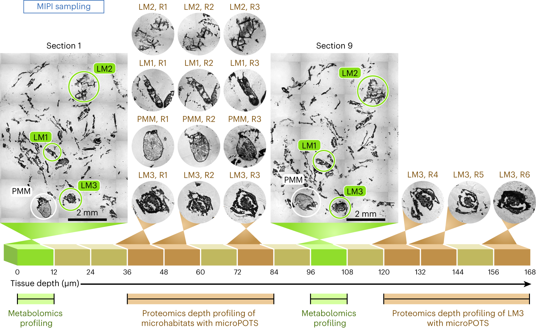 Fig. 2: MIPI depth profiling of microhabitat zones.