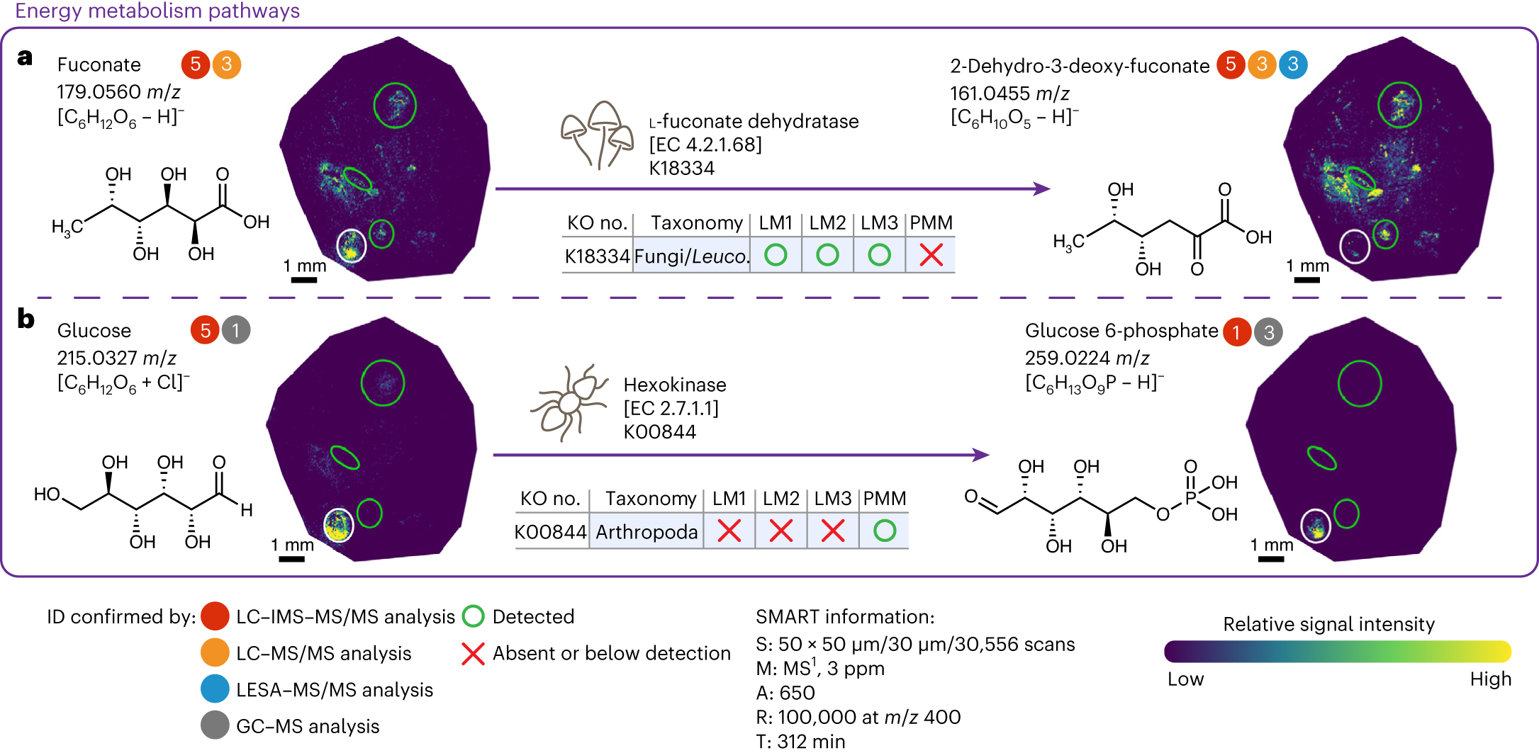 Fig. 6: Spatial multiomics integration resolves mass isomers and unravels taxon-specific pathways in the leaf-cutter ant fungal garden ecosystem.