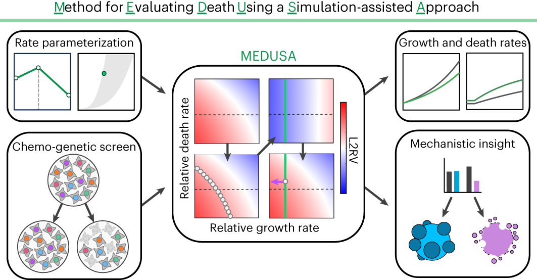 Functional genomic screens with death rate analyses reveal