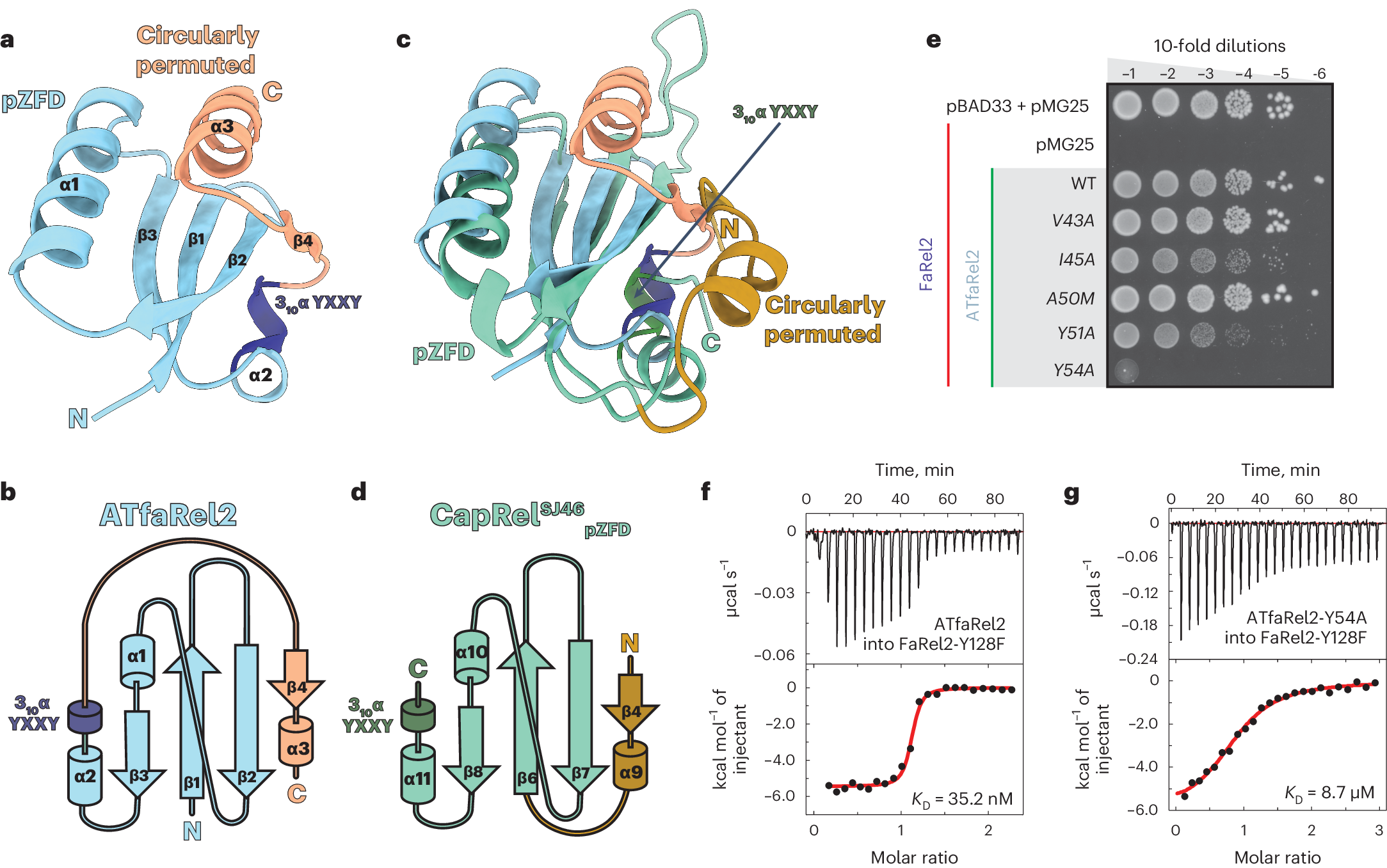 Fig. 1: Structure of the ATfaRel2 antitoxin.