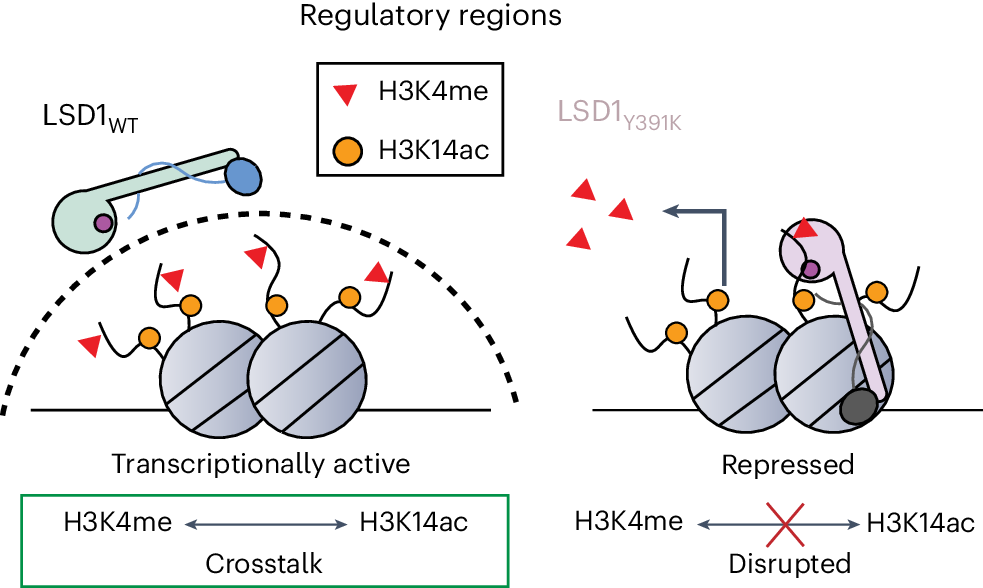 histone modification glutathione modifications Uncoupling histone modification crosstalk by