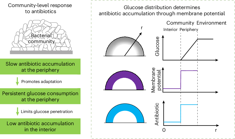 is it ok to take glutathione while taking antibiotics What Happens When You Stop Glutathione? Route2Health Effect of Glutathione on Antibiotic