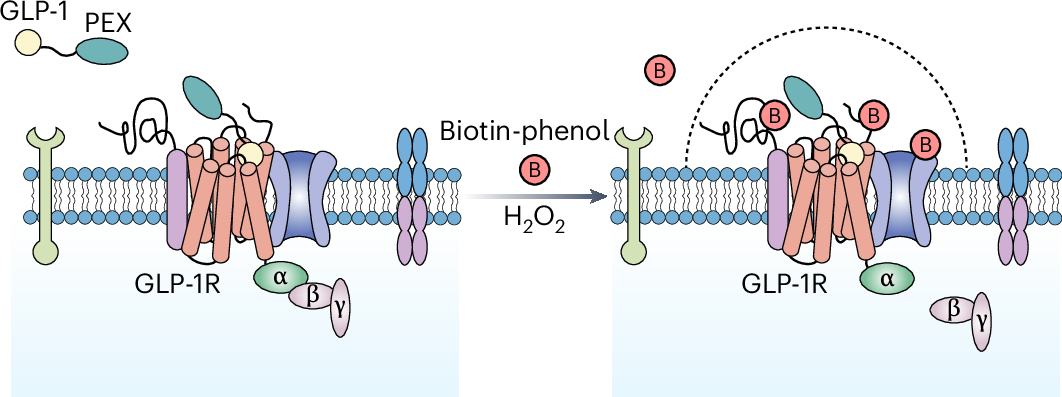 receptores glp 1 Endogenous cell membrane interactome mapping for the GLP-1 receptor in  different cell types