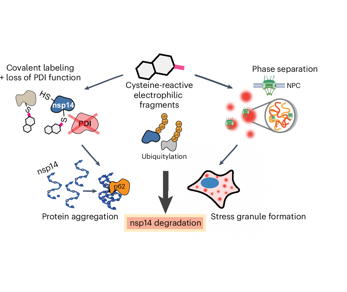 delineating-cysteine-reactive-compound-modulation-of-cellular-proteostasis-processes-nature-chemical-biology