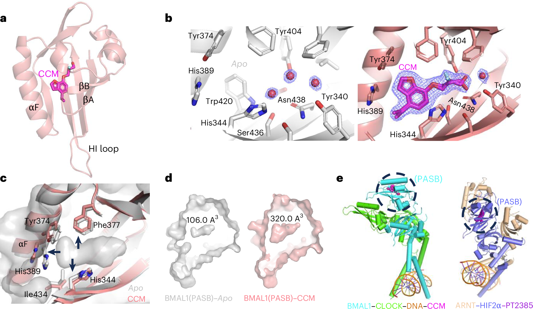 Fig. 2: Structural basis for CCM binding to human Bmal1(PASB) and induced conformational changes.