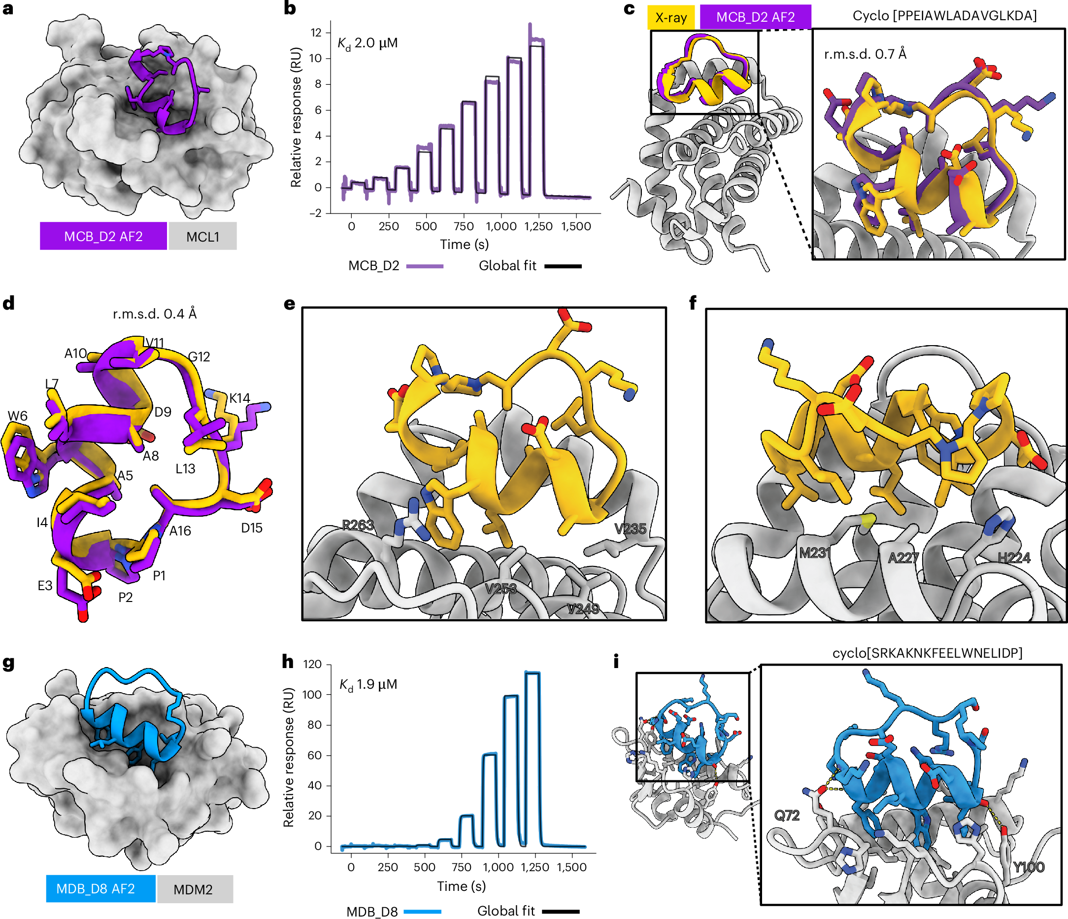 Fig. 2: De novo design and characterization of macrocyclic binders to MCL1 and MDM2.