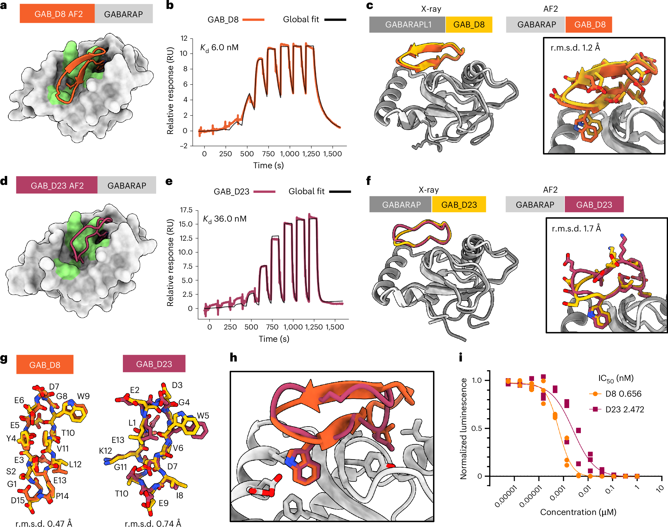 Fig. 3: De novo design of high-affinity macrocycle binders to GABARAP.