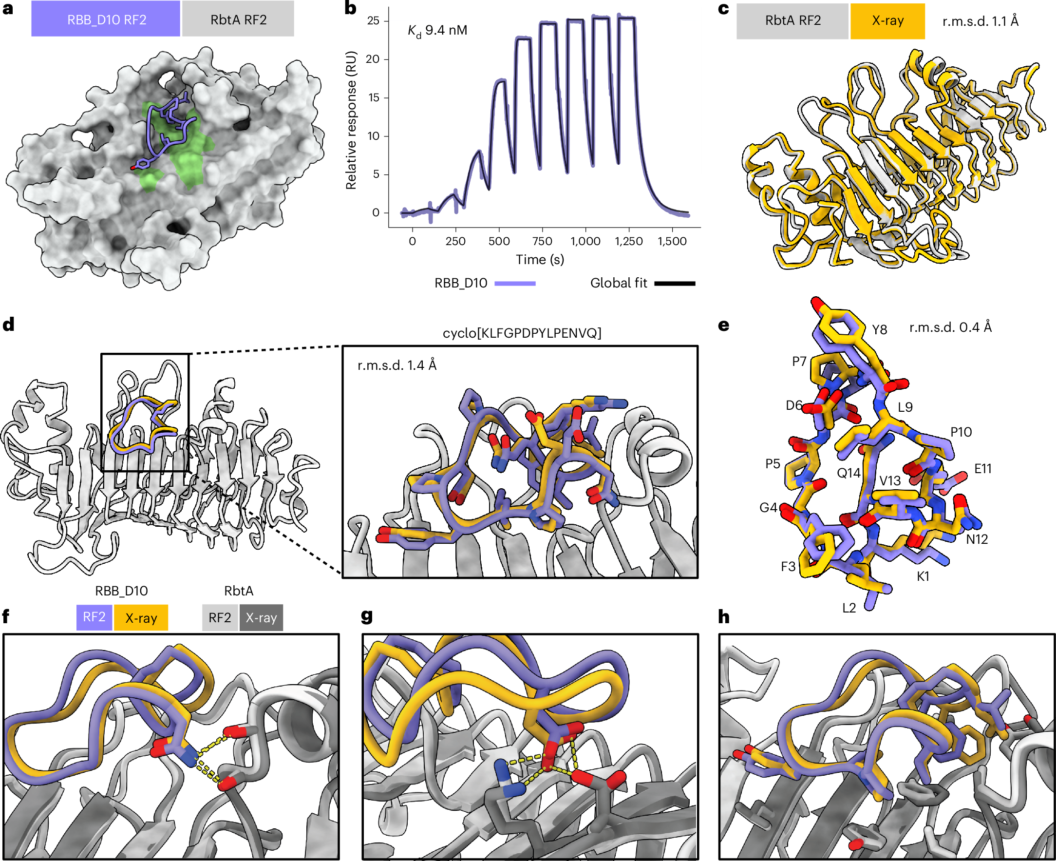 Fig. 4: Accurate de novo design of a high-affinity cyclic peptide binder against the predicted structure of RbtA from A. baumannii.