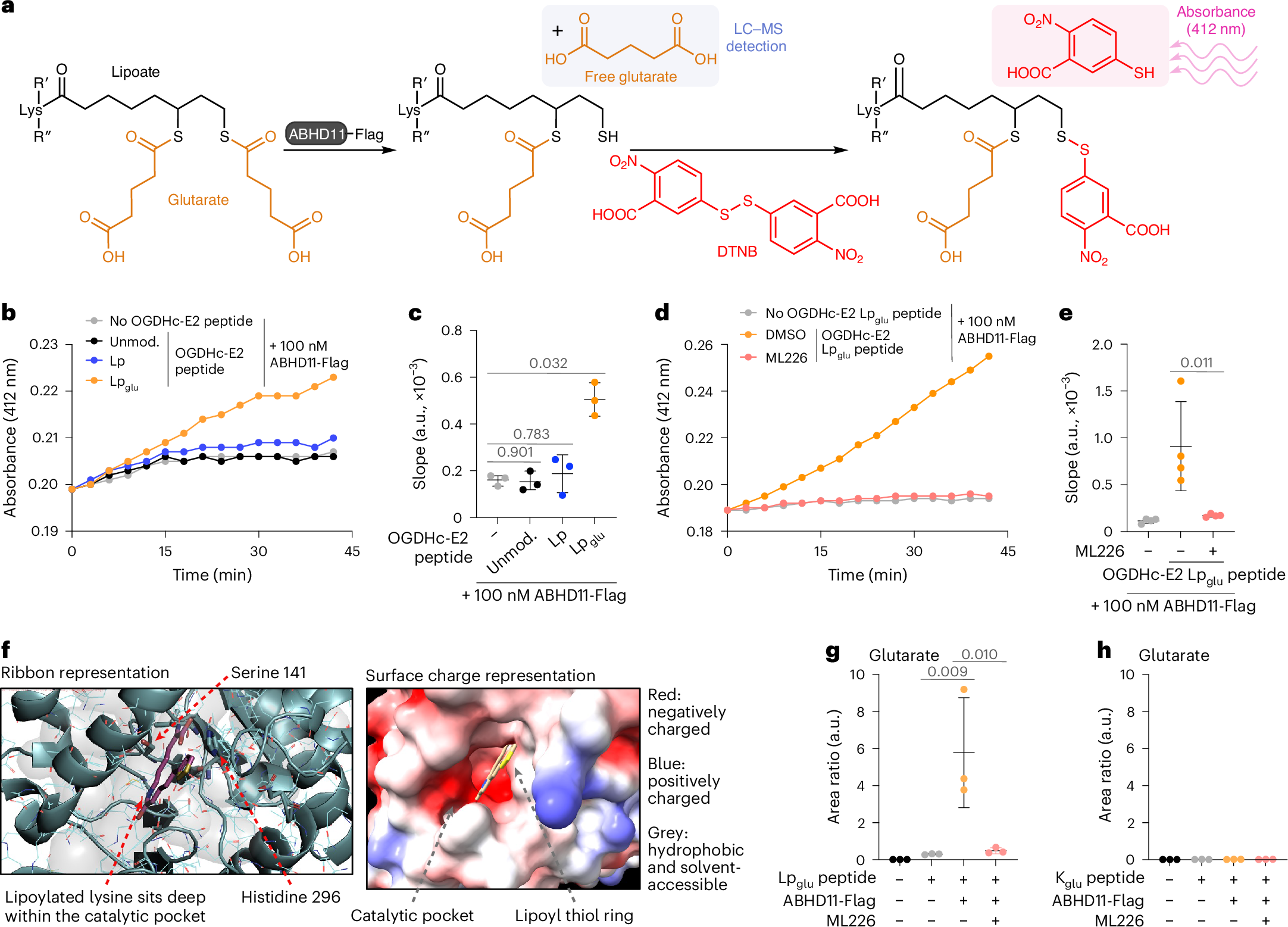 Fig. 3: Glutaryl–lipoyl thioesterase activity of ABHD11.