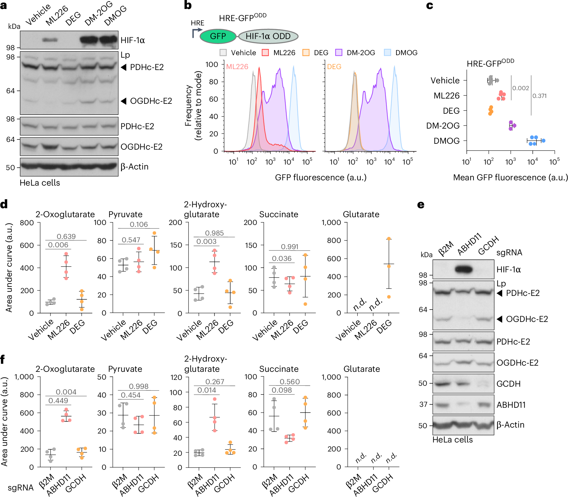 Fig. 4: ABHD11 inhibition has distinct outcomes compared to perturbing cellular glutarate levels.