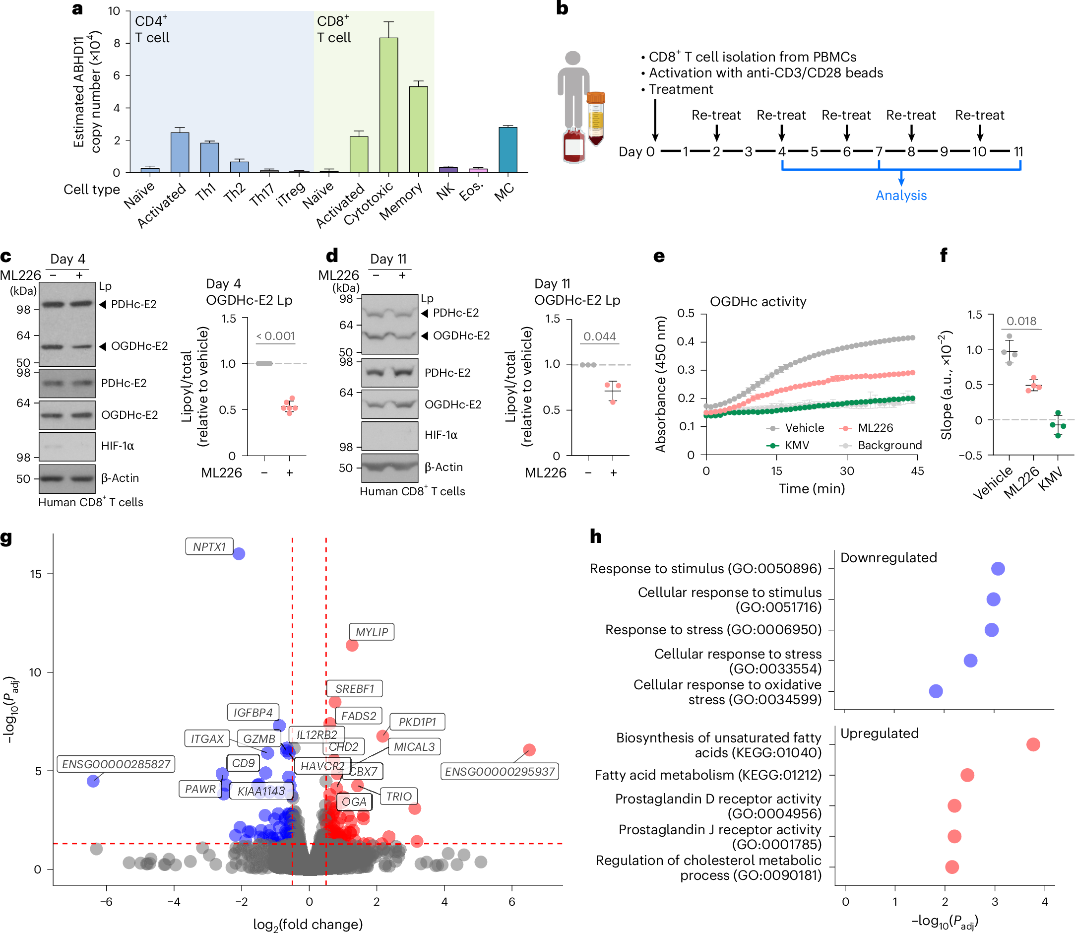 Fig. 5: ABHD11 inhibition reduces OGDHc activity and alters fatty acid metabolism in CD8+ T cells.