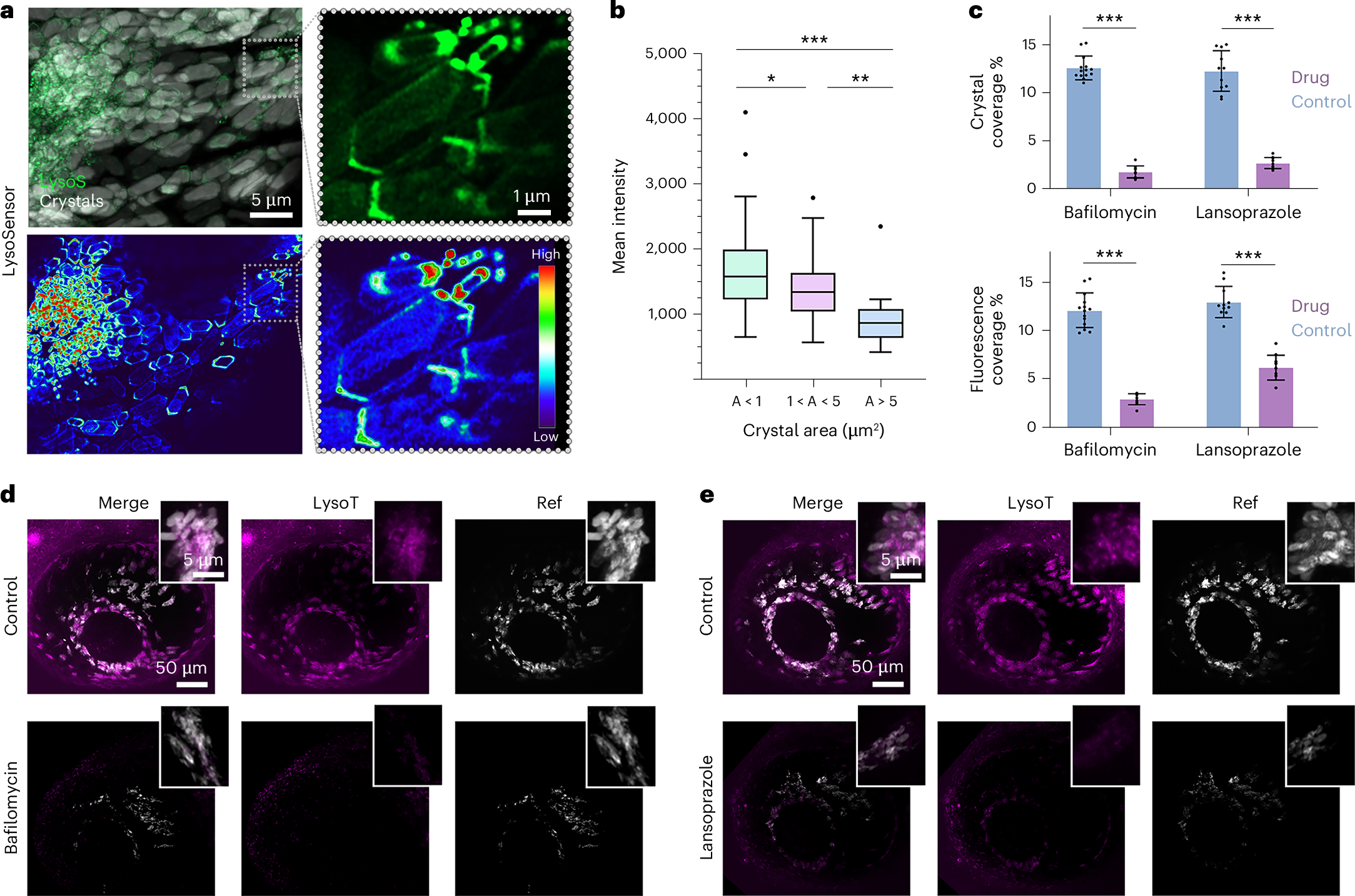 Fig. 5: Luminal pH alterations are important to crystal formation within the iridosome.