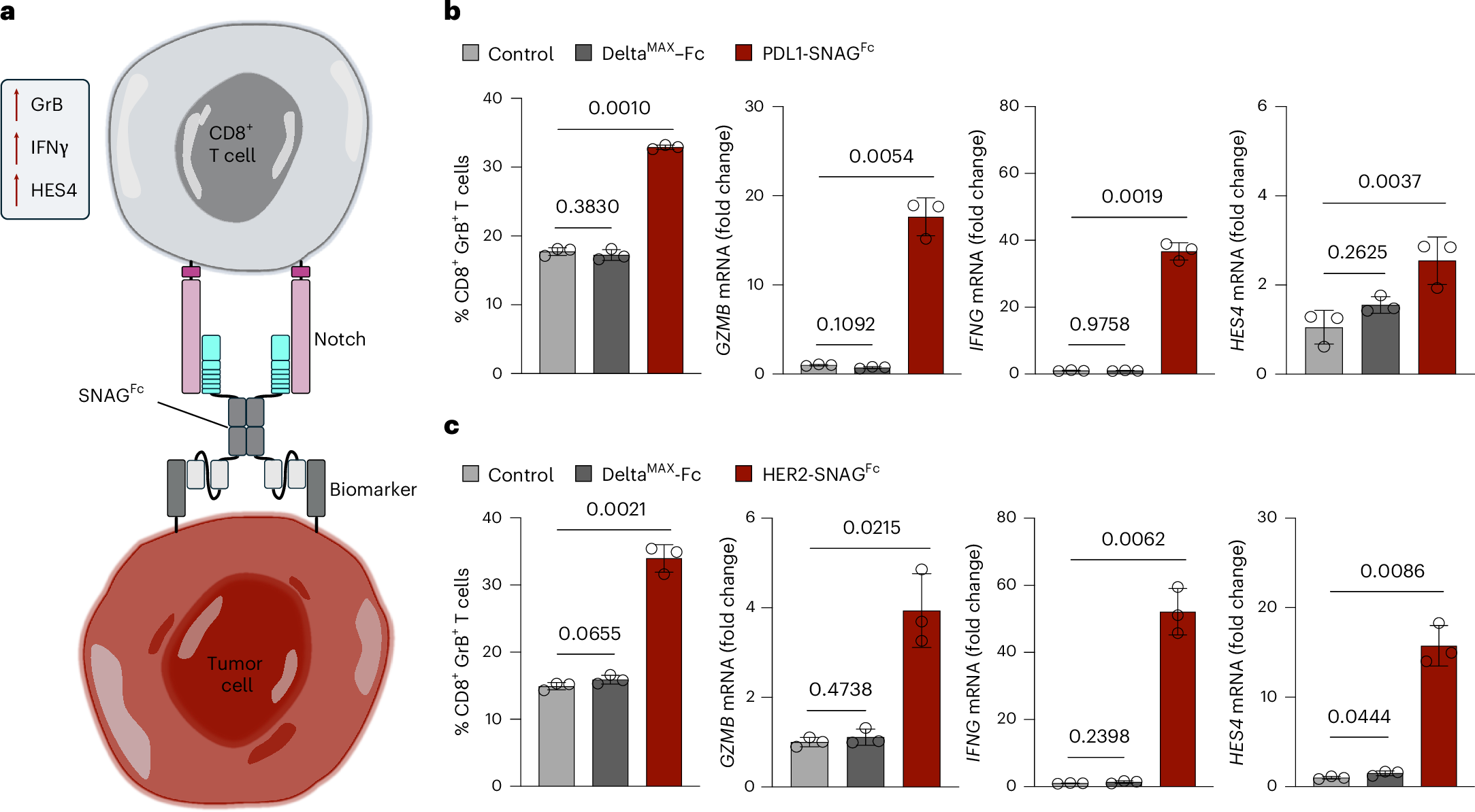 Fig. 5: SNAGs increase activation markers of CD8+ T cells.