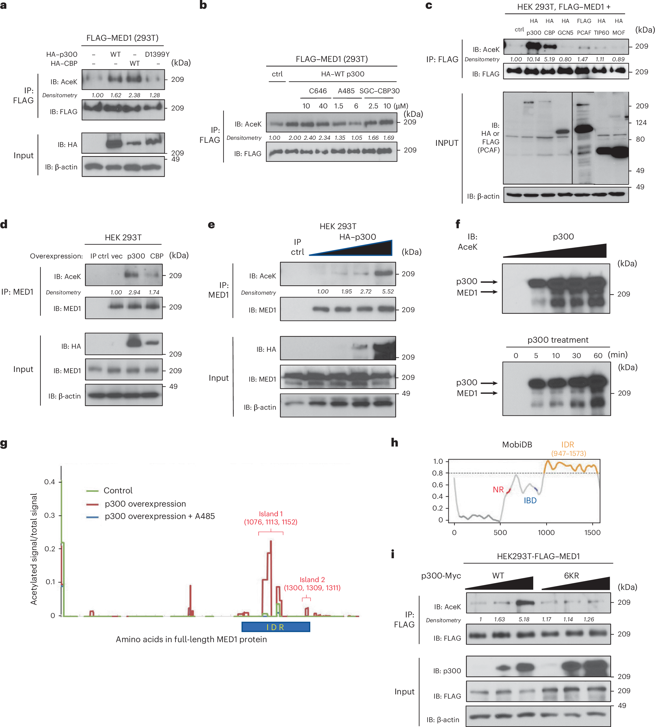 Fig. 1: MED1 is acetylated under the control of p300/CBP.