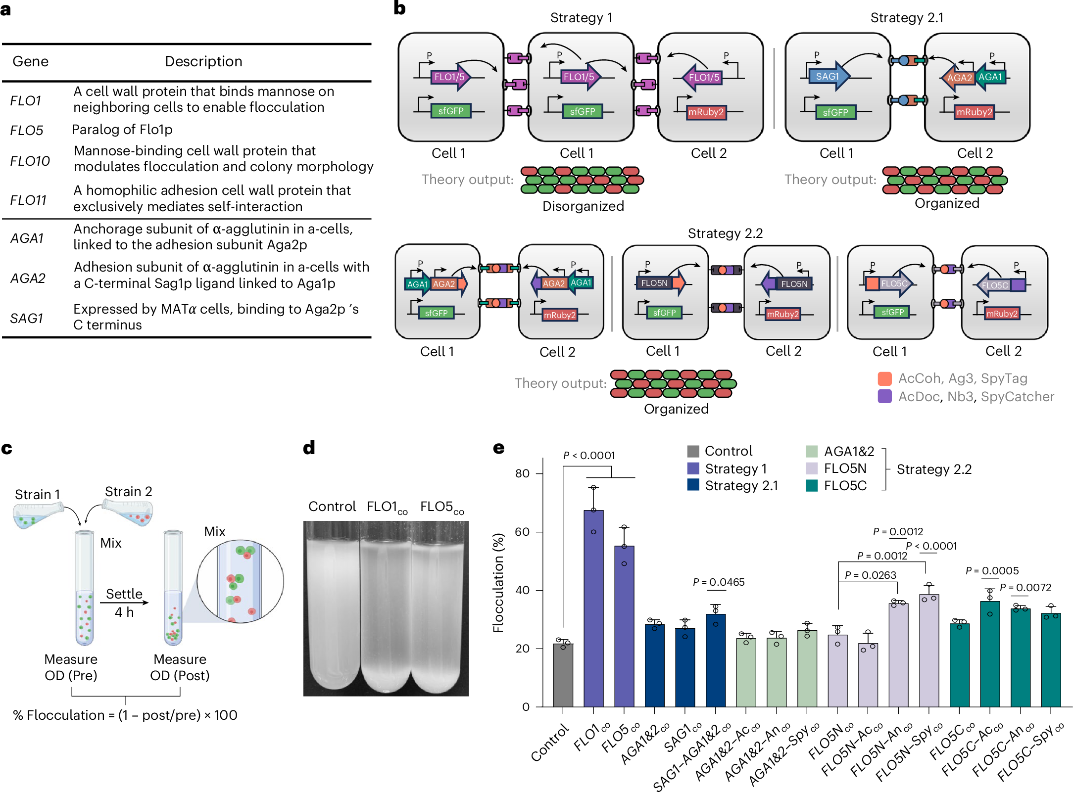 Fig. 1: Synthetic adhesion toolkit for multicellular pattern assembly and cell–cell adhesion tuning library.