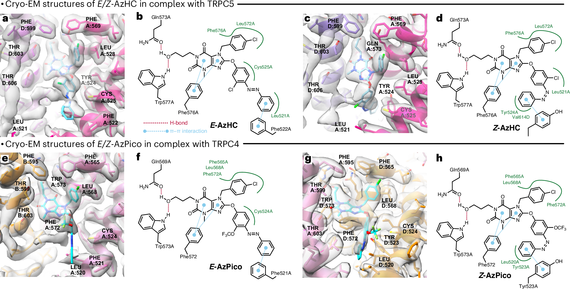 Fig. 3: Structures of TRPC4/5 in complex with E/Z isomers of efficacy photoswitches.