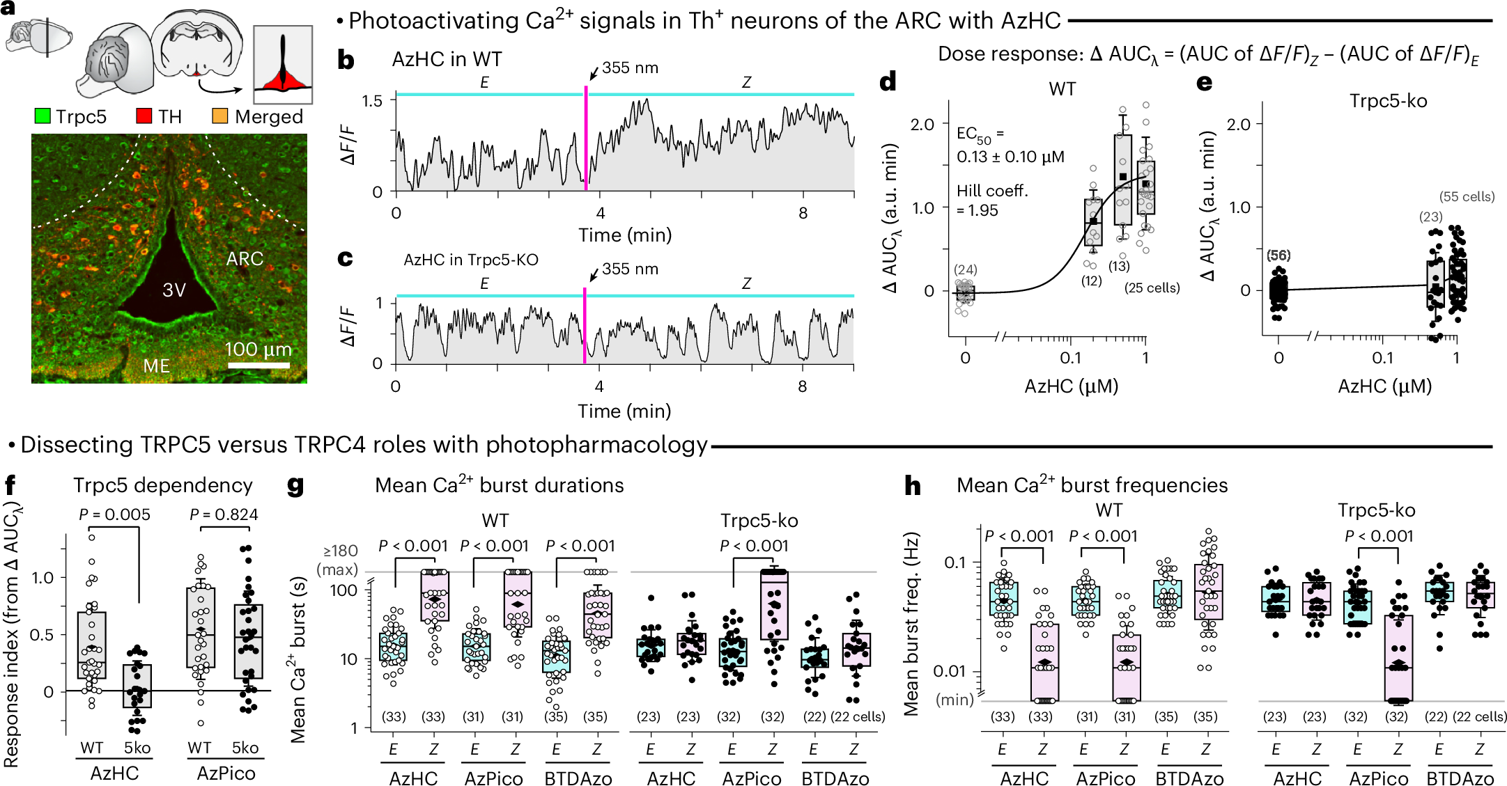 Fig. 5: AzHC and AzPico are potent photoswitchable activators of TRPC-dependent Ca2+ responses in mouse hypothalamus.
