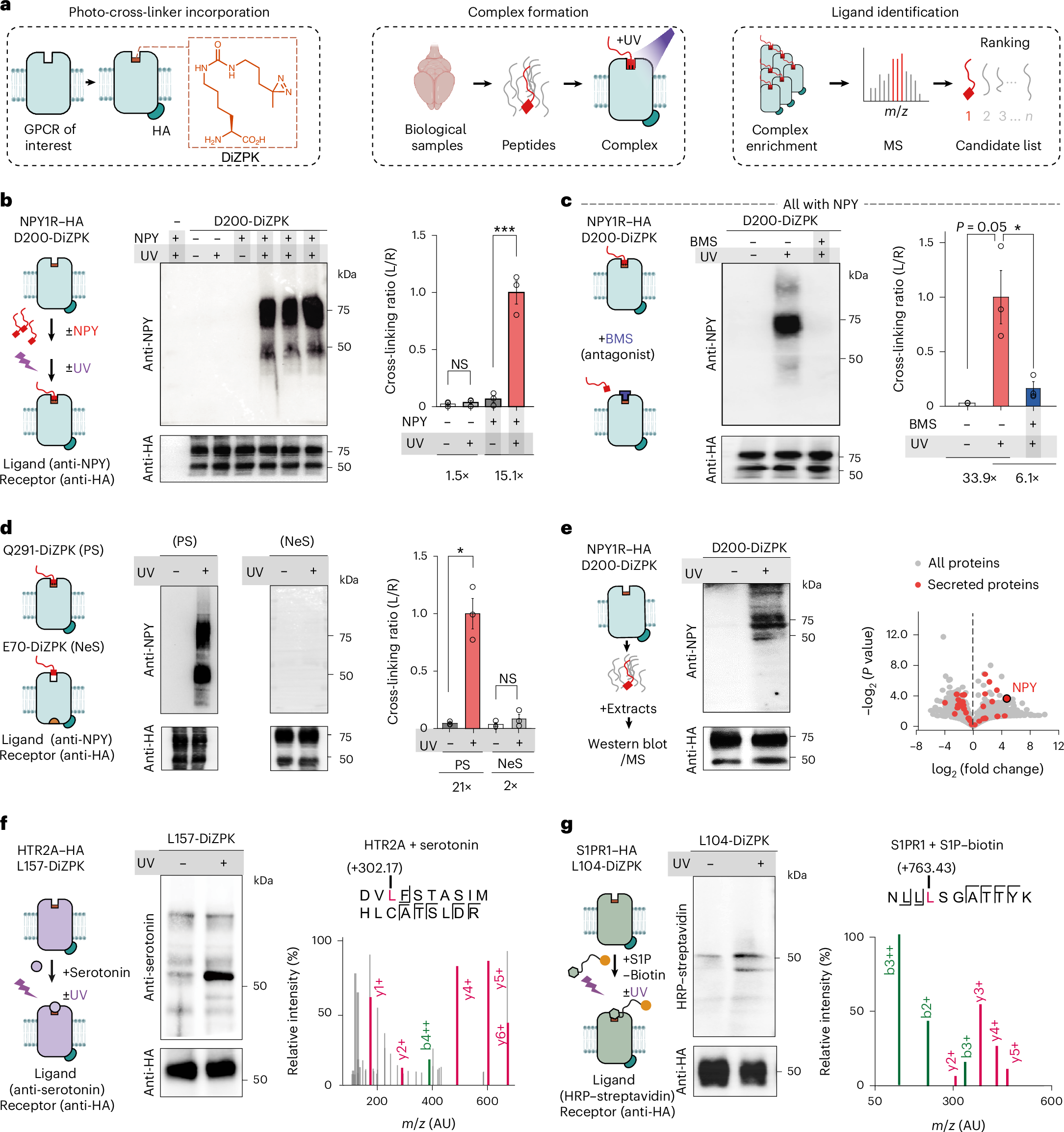 Fig. 1: Development and characterization of the photo-cross-linking-assisted GPCR deorphanization platform.