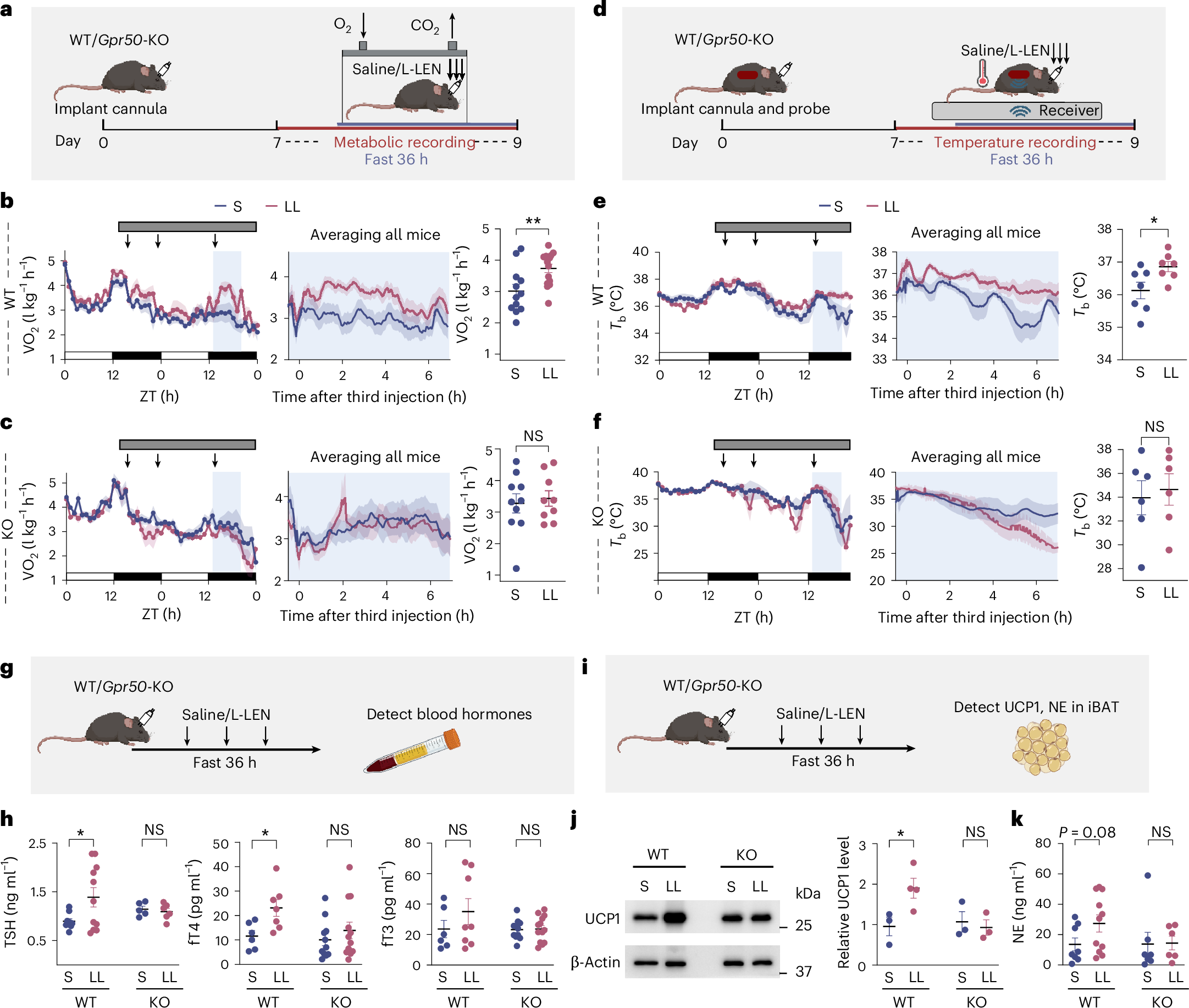 Fig. 6: Metabolic state-dependent regulation of energy expenditure and body temperature by L-LEN–GPR50 signaling.