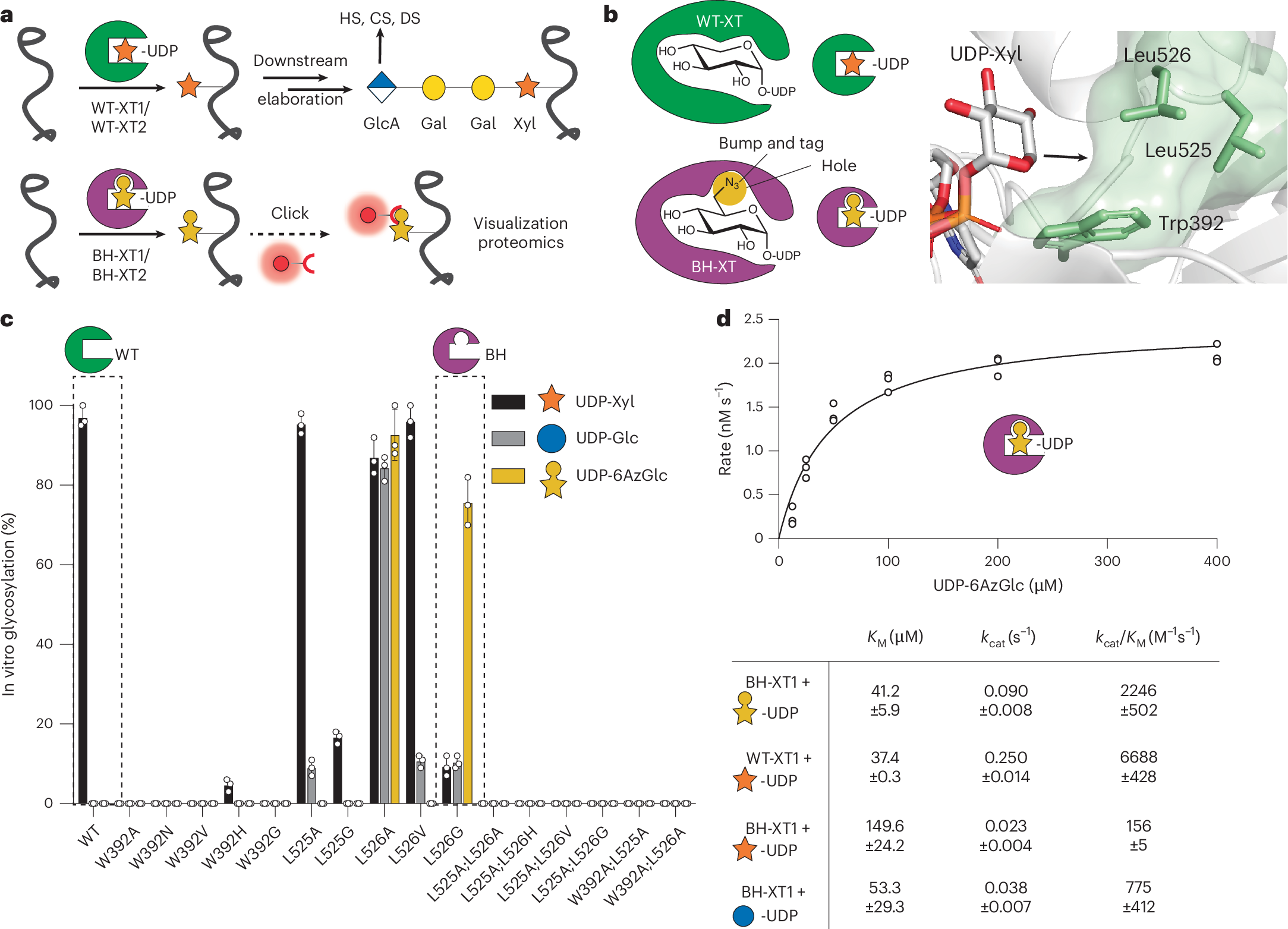 Fig. 1: Design of a xylosyltransferase BH system.