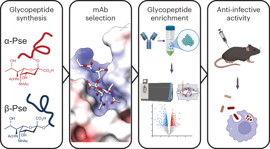 Uncovering bacterial pseudaminylation with pan-specific antibody tools |  Nature Chemical Biology
