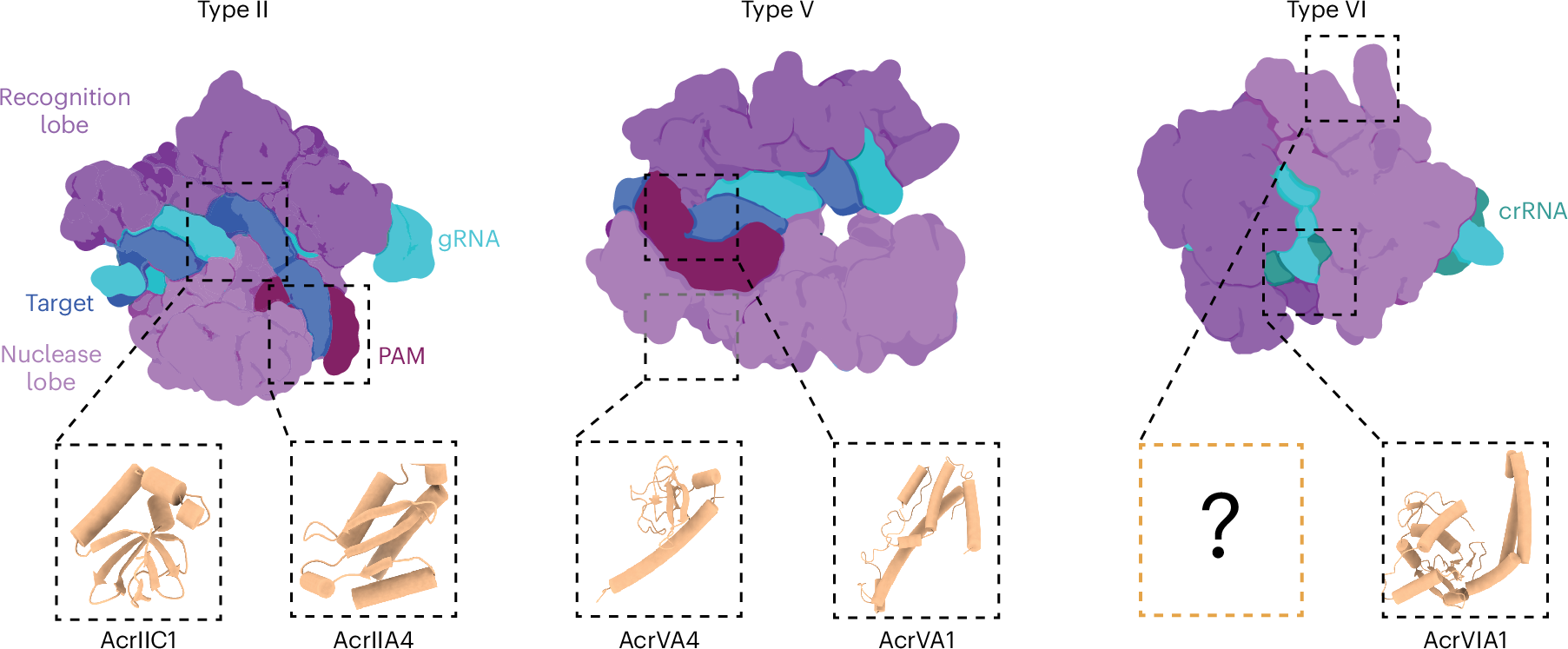 Fig. 1: Phage-derived Acrs targeting type II CRISPR–Cas9, type V CRISPR–Cas12a and type VI CRISPR–Cas13a.