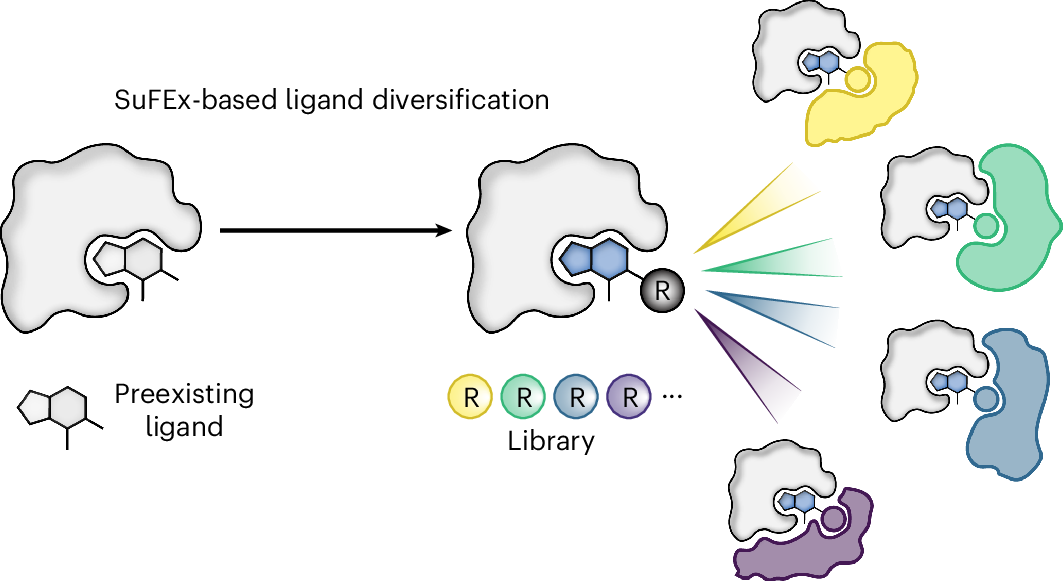 High-throughput ligand diversification to discover chemical inducers of  proximity | Nature Chemical Biology