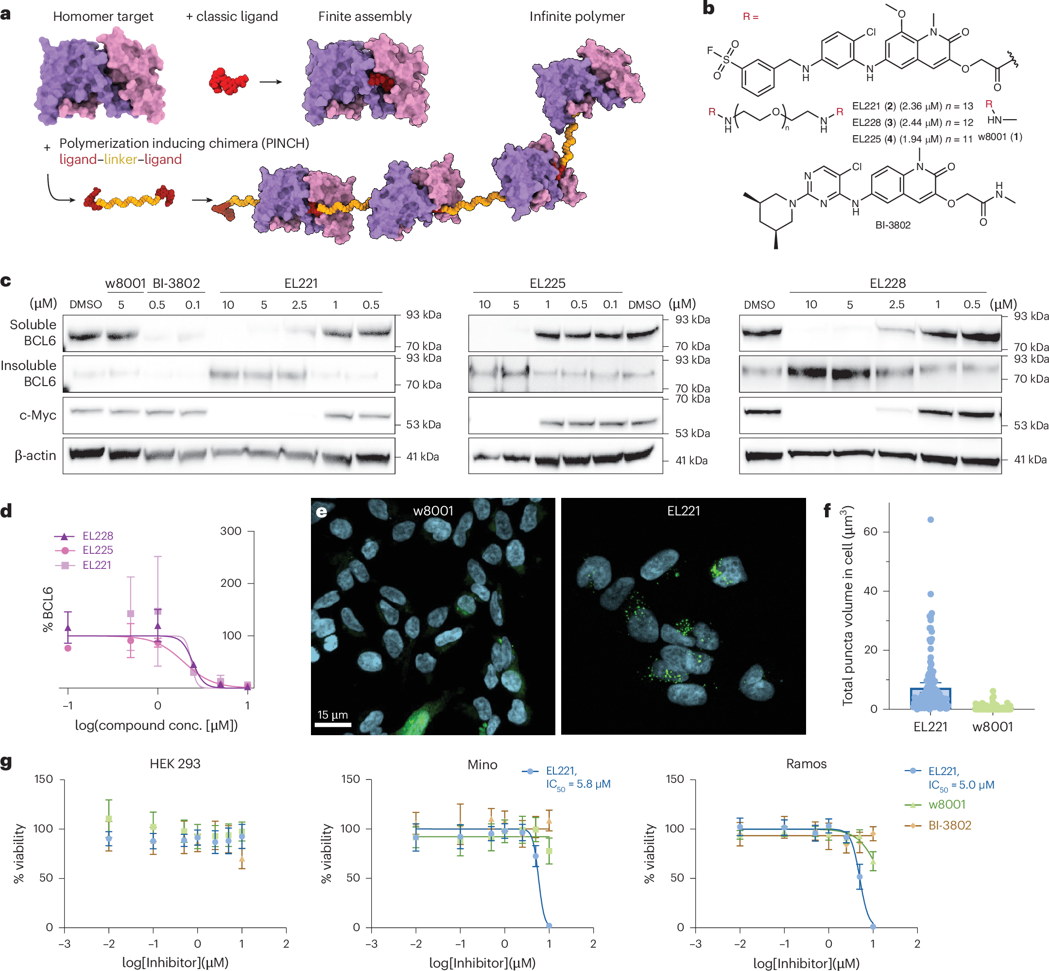 Fig. 1: PINCHs precipitate BCL6 in cells and show cell-type-specific viability effects.