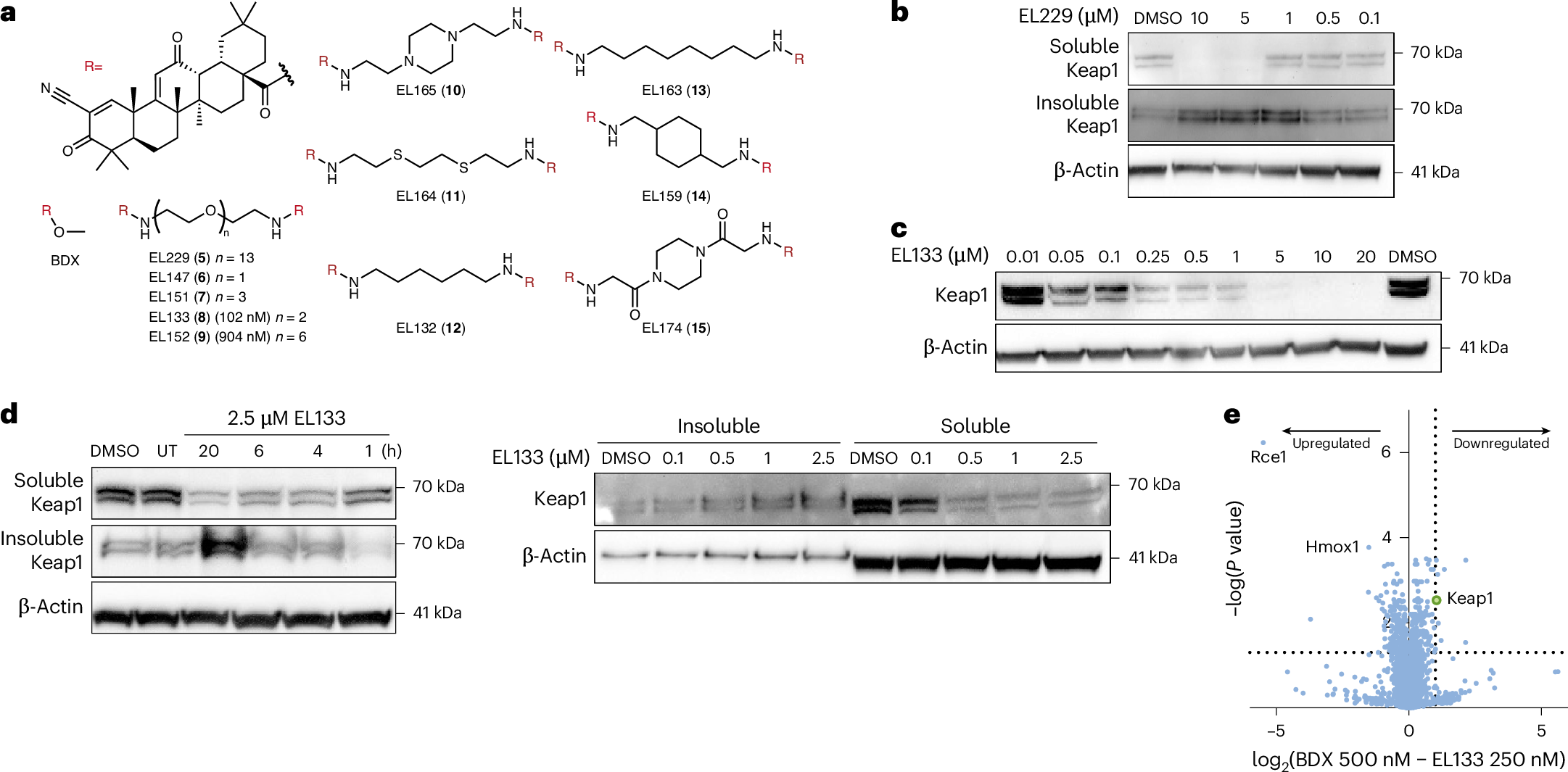 Fig. 2: Keap1 PINCHs precipitate Keap1 in cells.