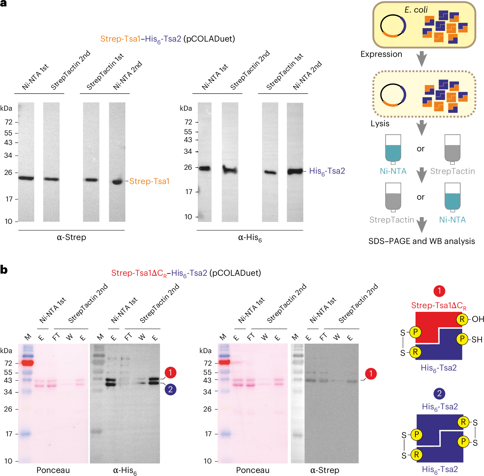 Fig. 1: Strep-Tsa1 and His6-Tsa2 form hetero-oligomers in E. coli.