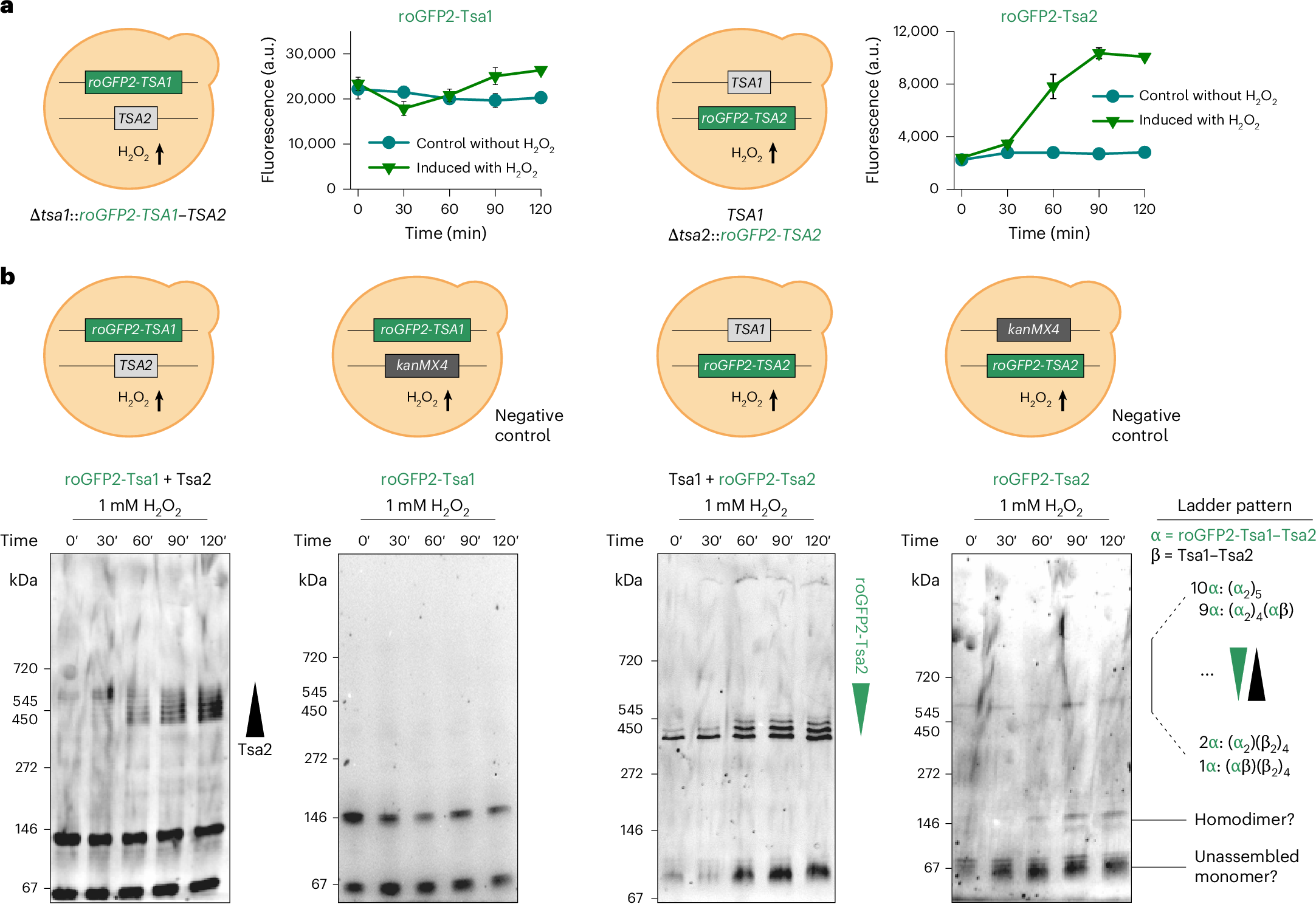 Fig. 3: Hetero-oligomerization is inducible in yeast and promotes decamer stabilization.