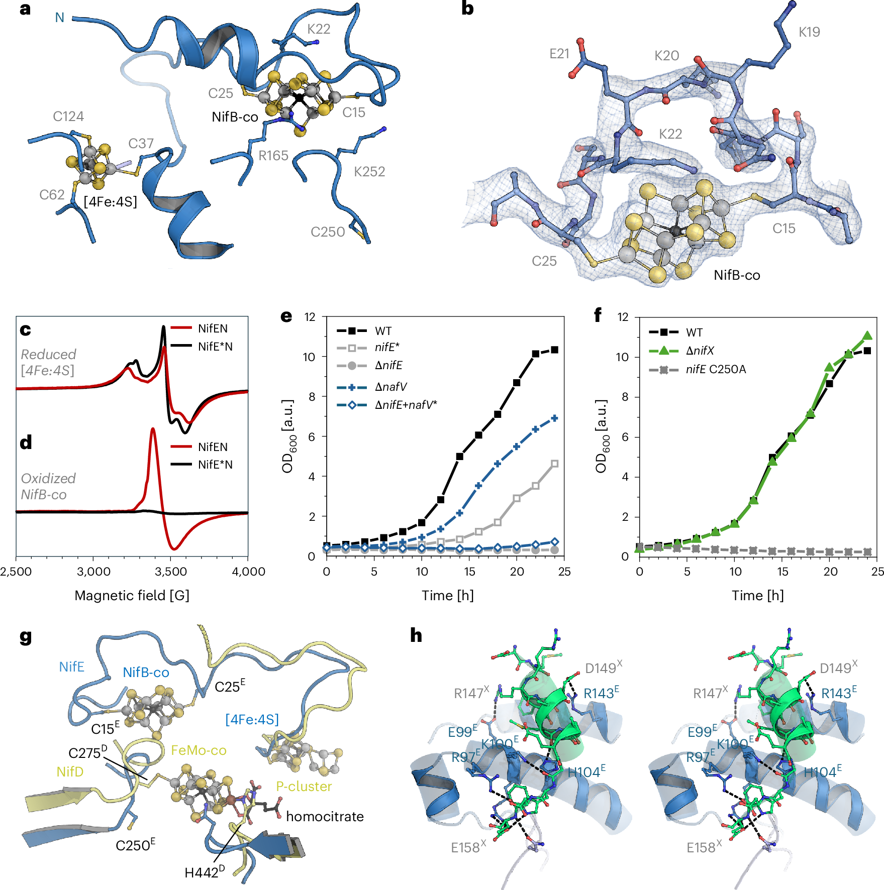 Fig. 2: NifB-co binding to NifEN.