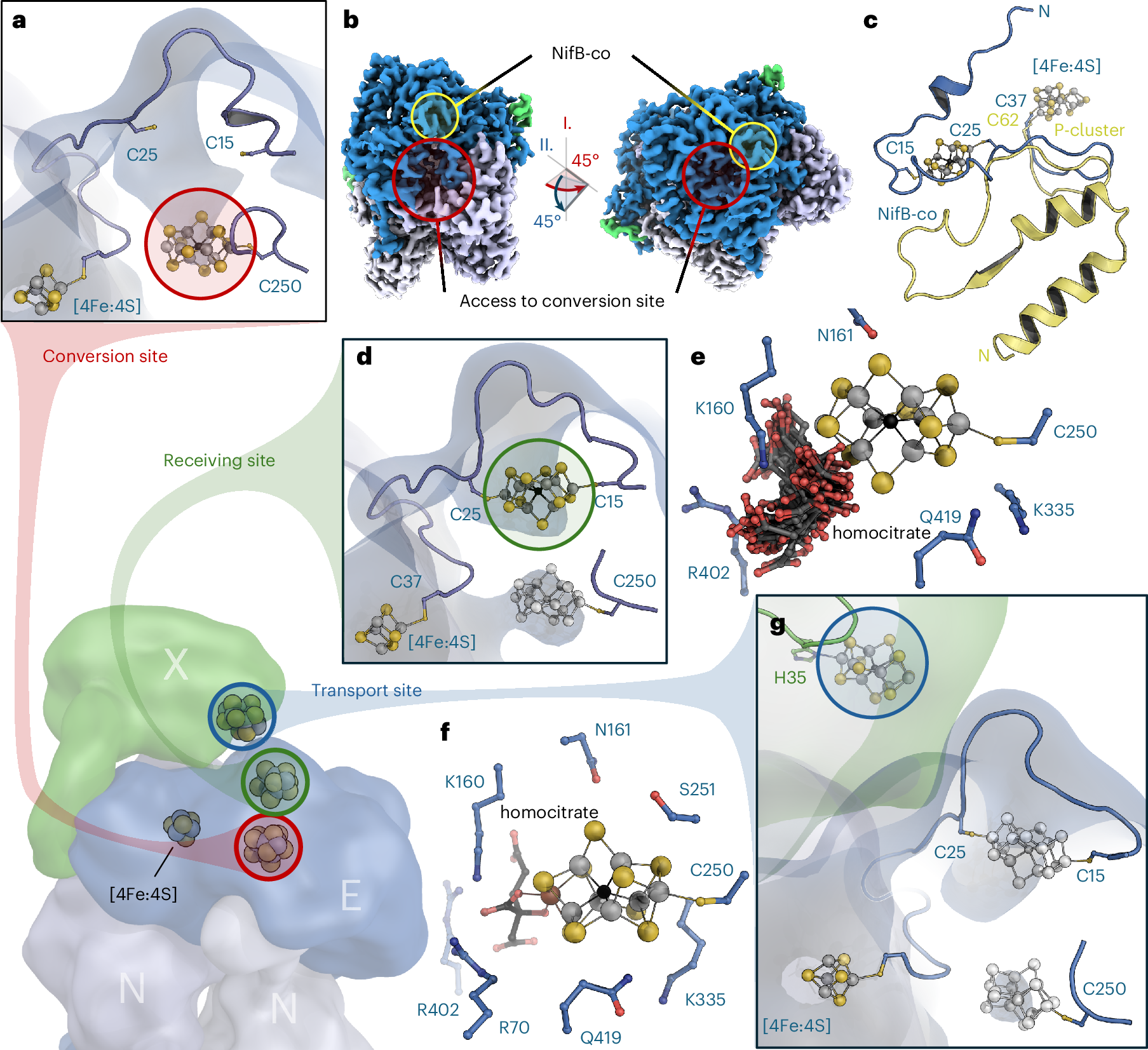 Fig. 4: In silico analysis of NifB-co and FeMo-co binding to NifX and NifEN.