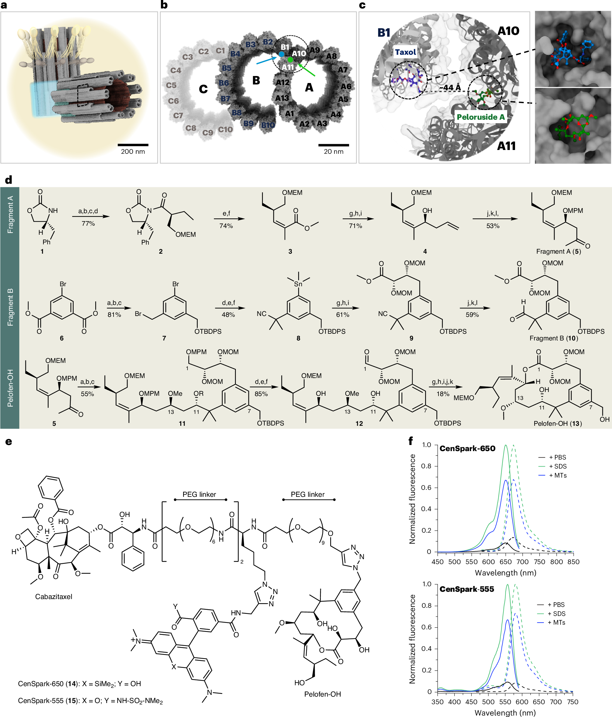 細胞構造を可視化する蛍光プローブ「CenSpark」を開発（Lighting up the organizers of the cell’s architecture）