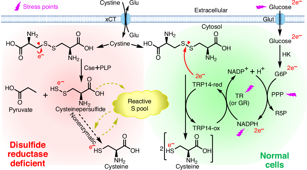 Cystine C–S bond cleavage fuels cysteine production under disulfide  reductase deficiency