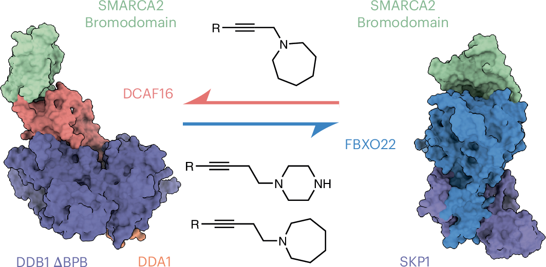 Dual E3 ligase recruitment by monovalent degraders for tunable SMARCA 2/4  degradation