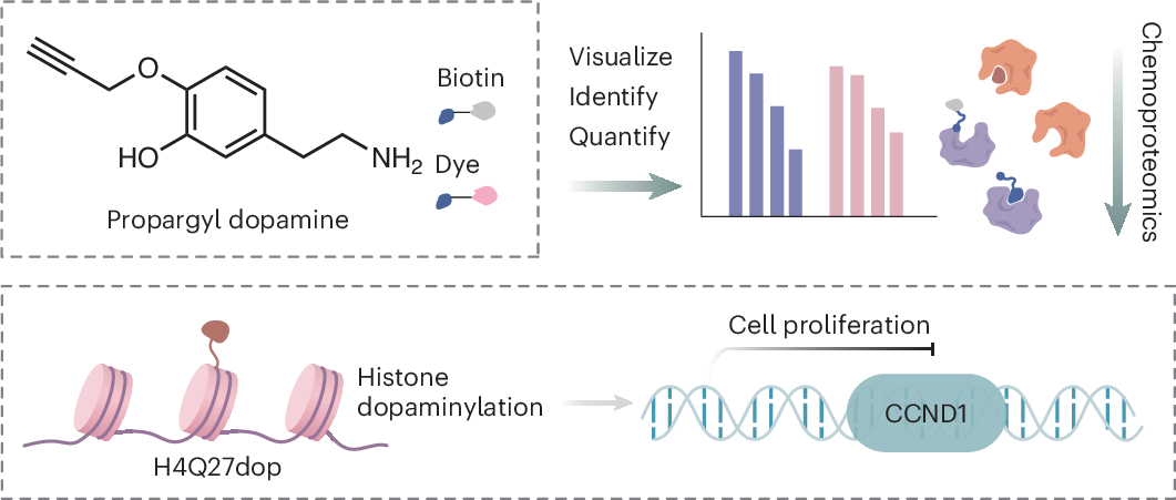 Chemoproteomic profiling reveals histone H4 dopaminylation inhibiting cell growth