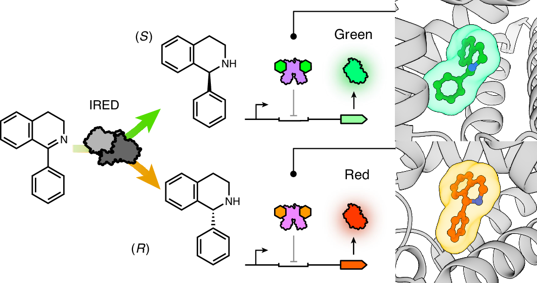 Using enantioselective biosensors to evolve asymmetric biocatalysts