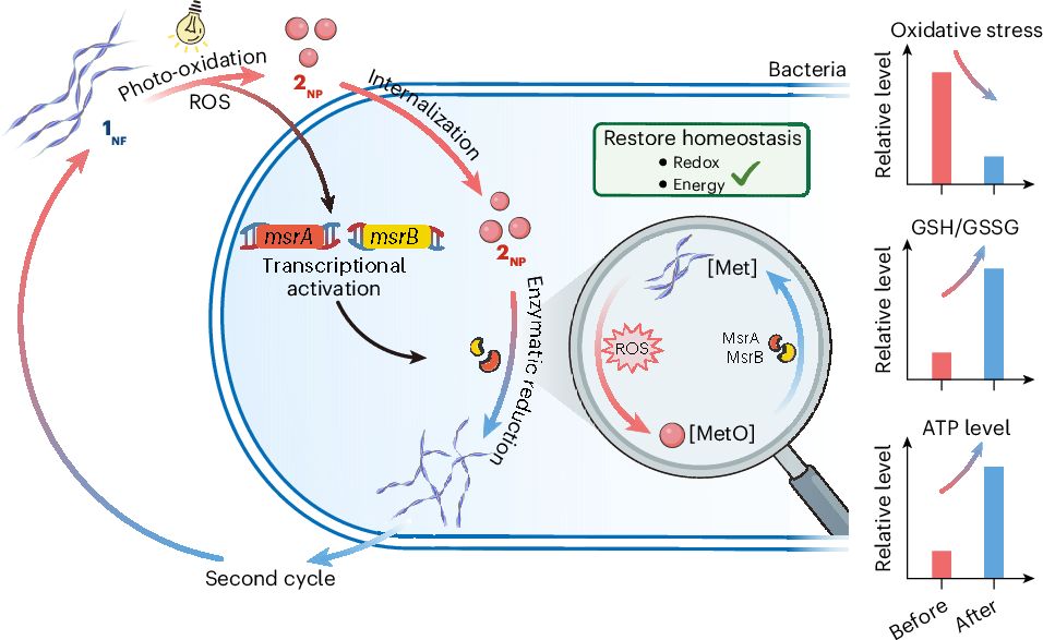 taking glutathione can affect menstrual cycle Variability of during the cycledue to estrogen effects on hepatocytes? Restoring intracellular homeostasis disrupted by