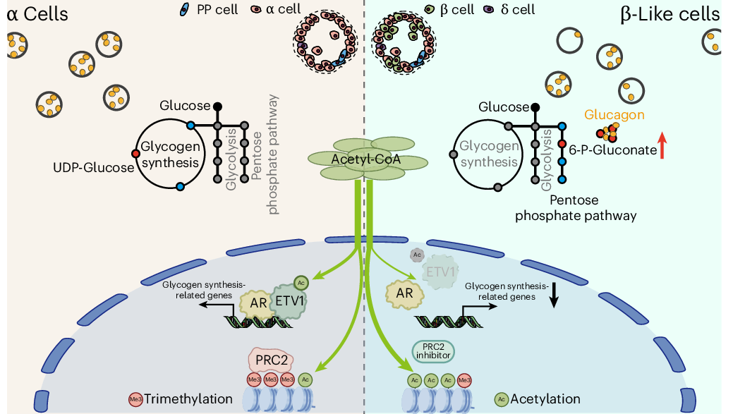 Metabolic reprogramming drives pancreatic β cell neogenesis from α cells