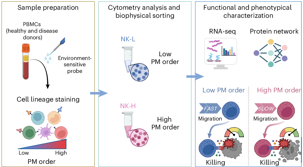 Plasma membrane order maps functional diversity in immune cells