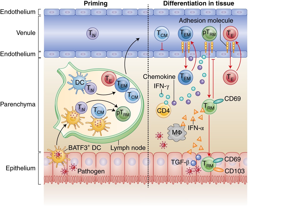 Tissue Resident Memory T Cells At The Center Of Immunity To Solid Tumors Nature Immunology