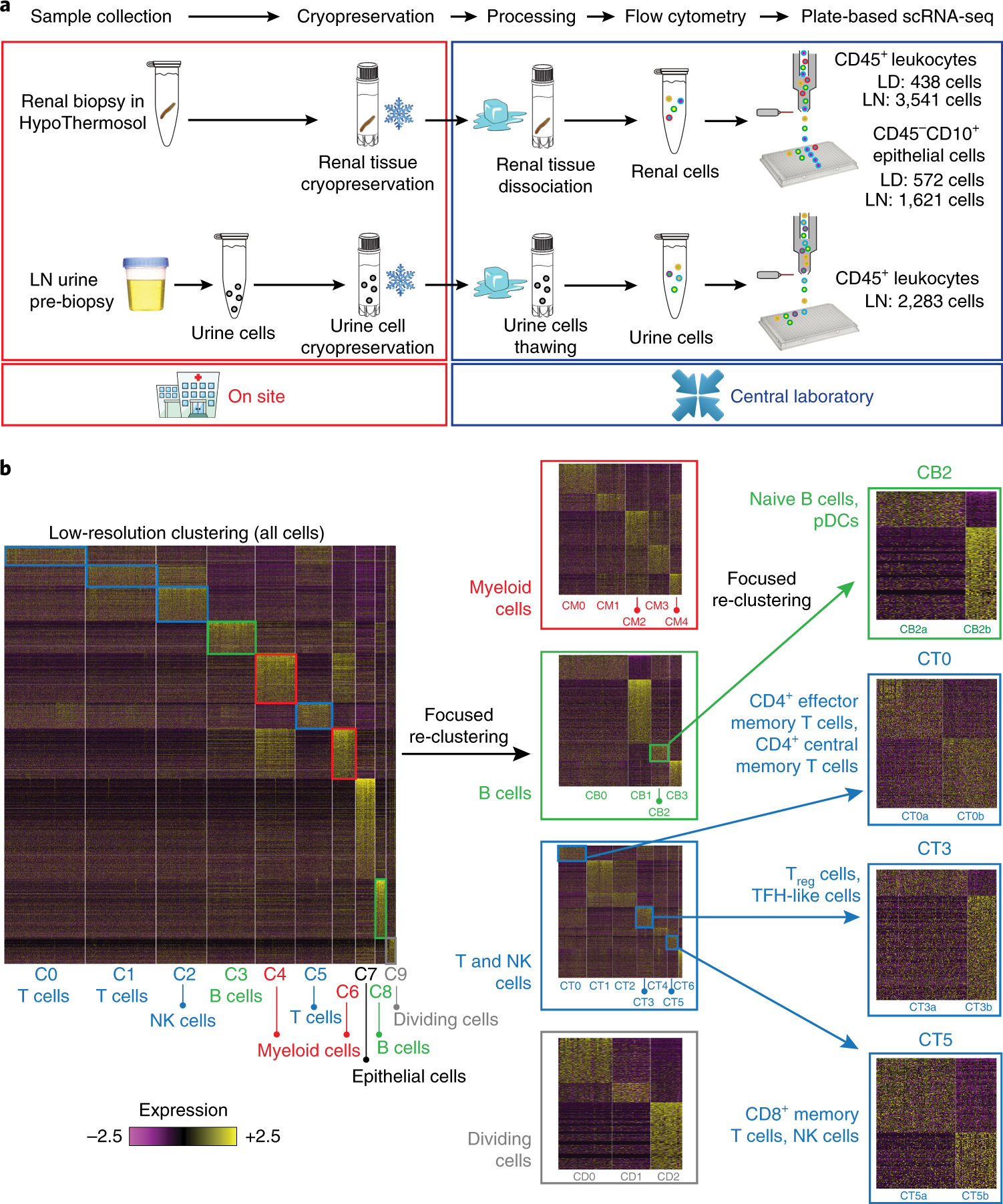 The Immune Cell Landscape In Kidneys Of Patients With Lupus