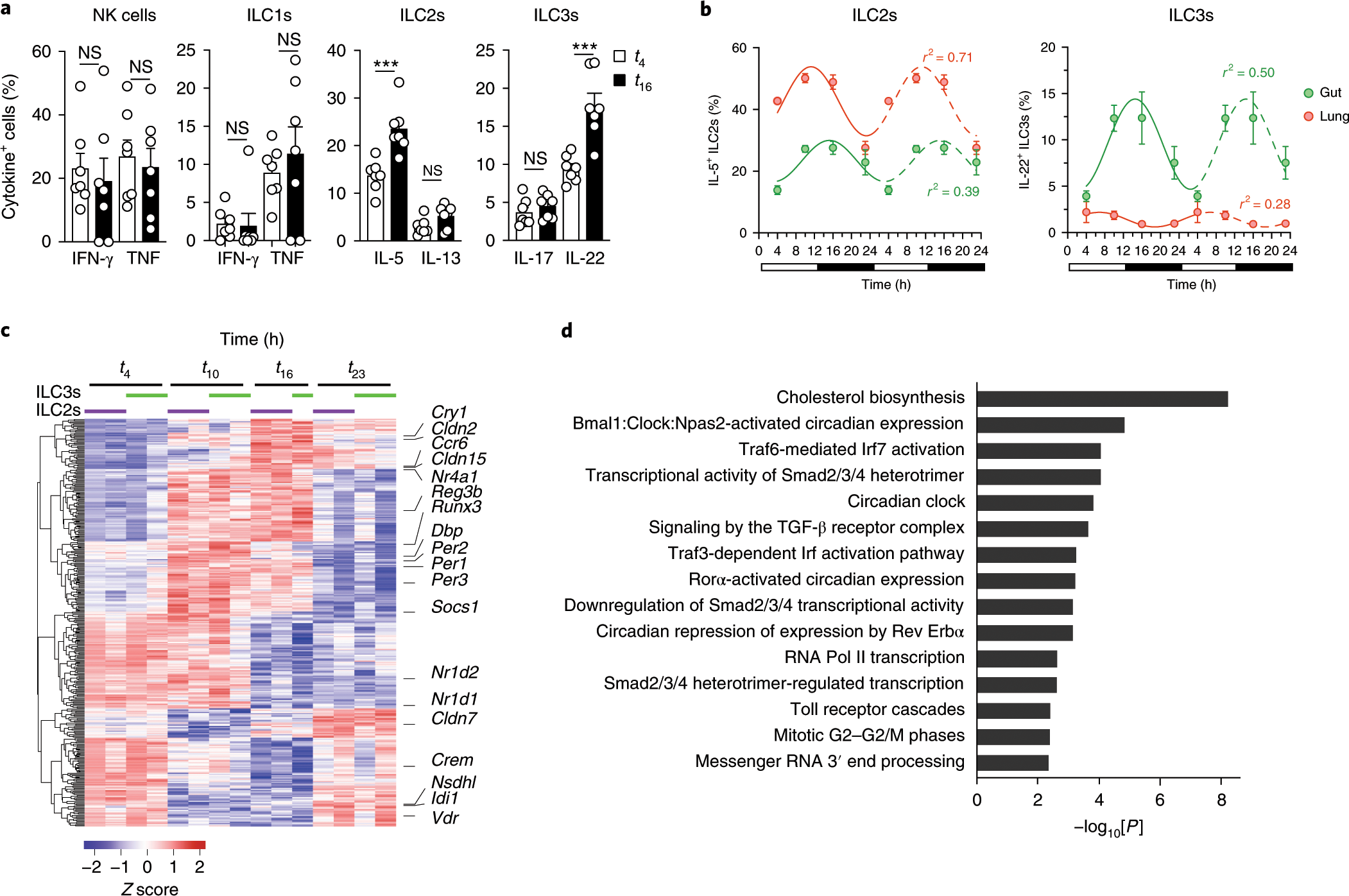 Image result for VIP directly regulates IL-22 production by ILC3s.