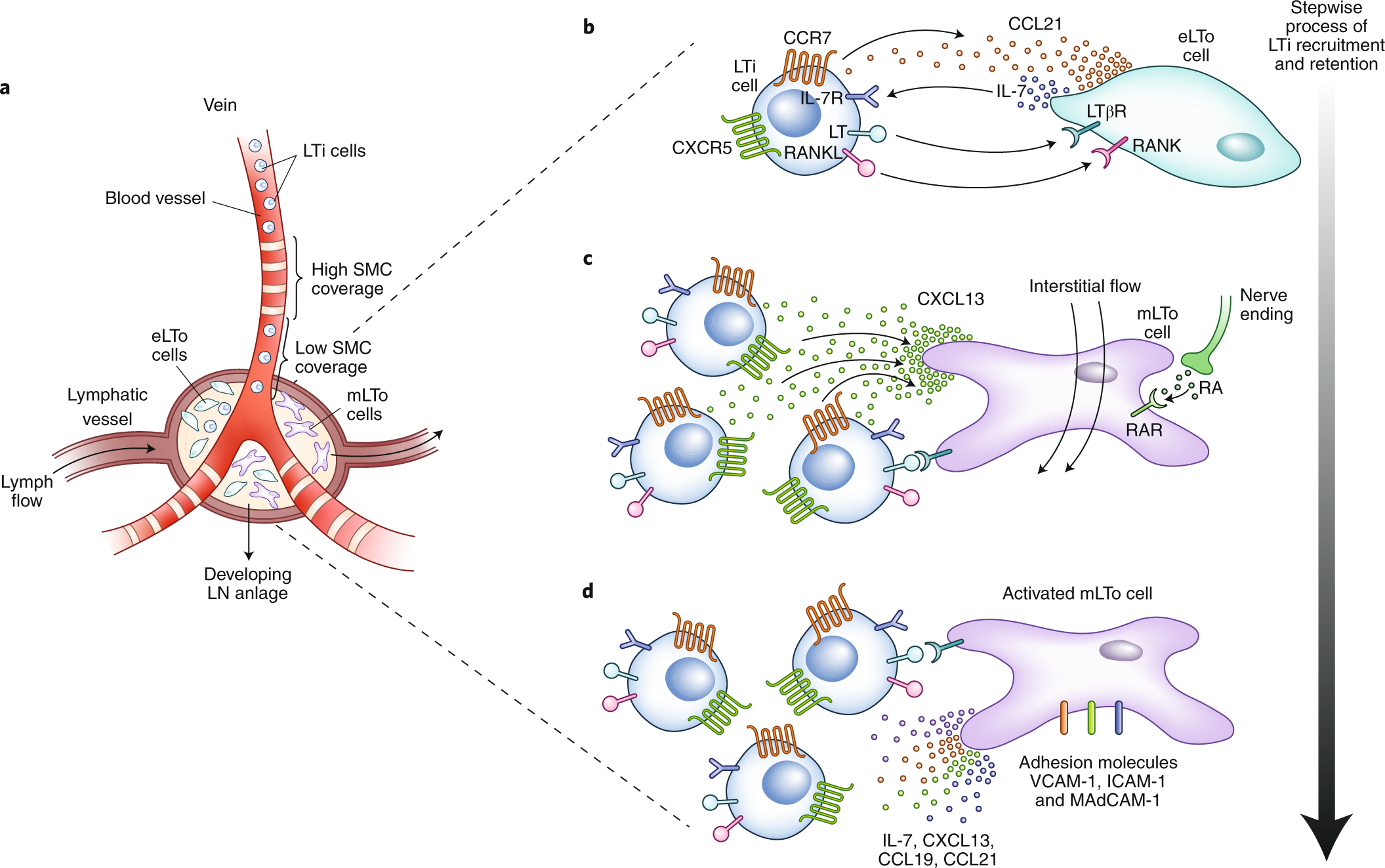 Lymph node stromal cells: cartographers of the immune system ... Lymph node stromal cells: cartographers of the immune system ...