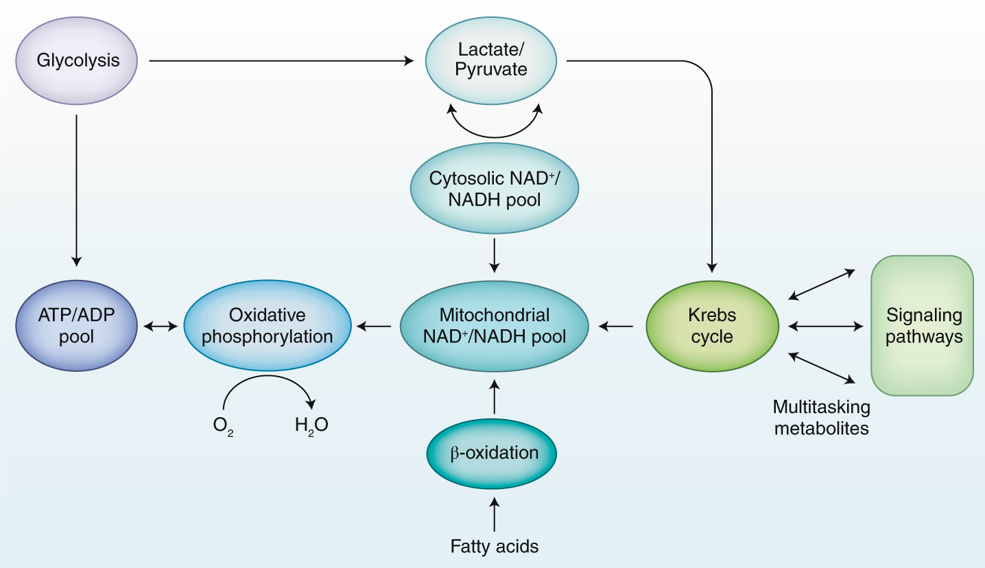 How Should We Talk About Metabolism Nature Immunology